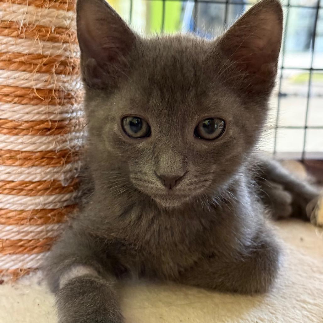 Captain Crunch, adoptable, Kitten Male Domestic Short Hair.