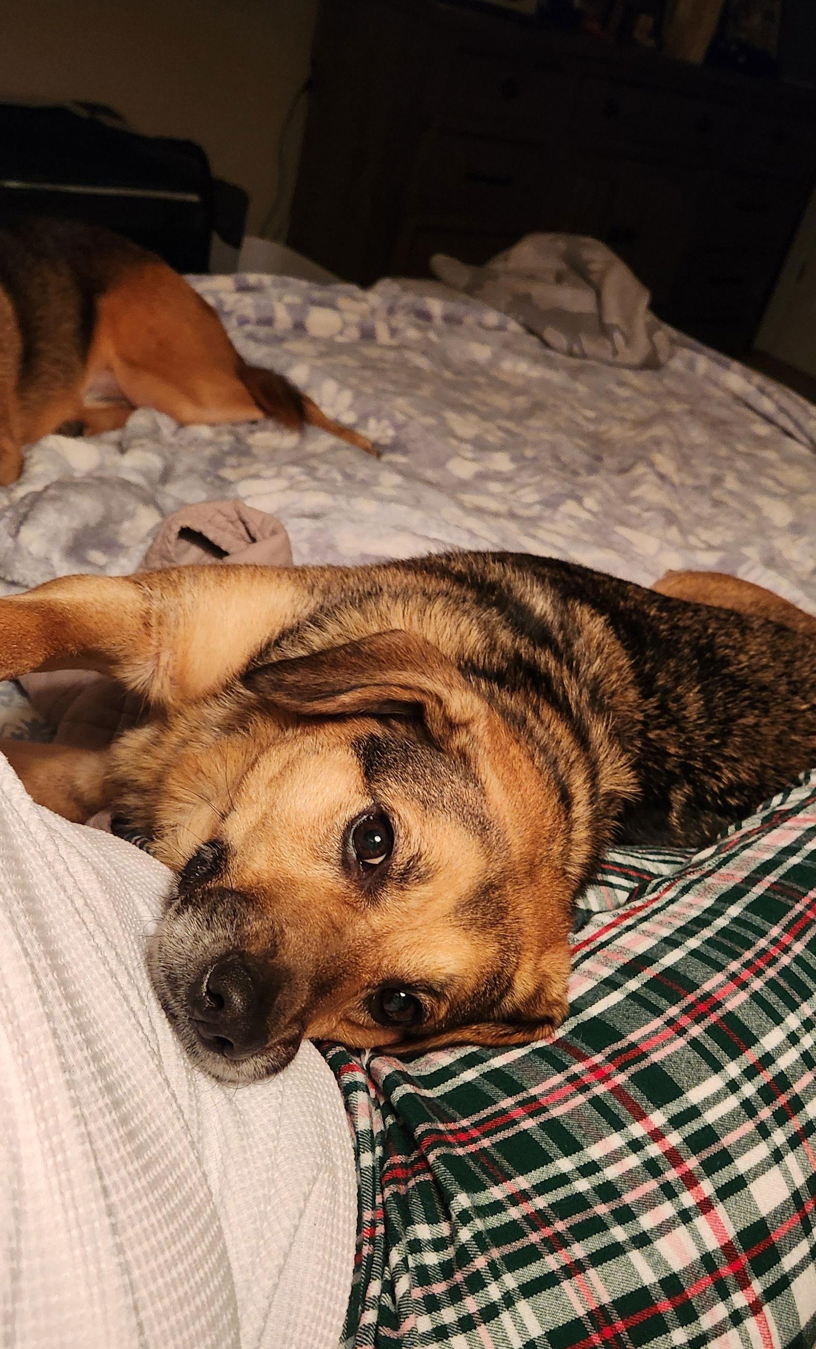 Celeste, Adoptable, Young Female Beagle.