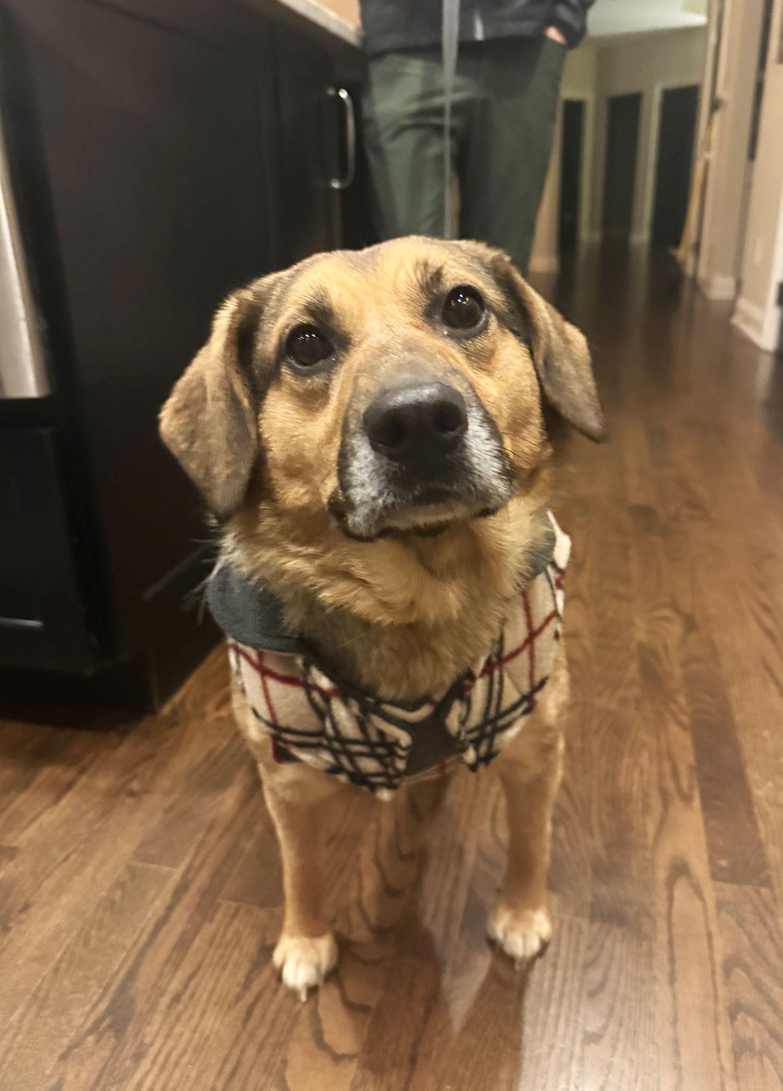 Celeste, a Adoptable Beagle in Arlington, VA image 2/3