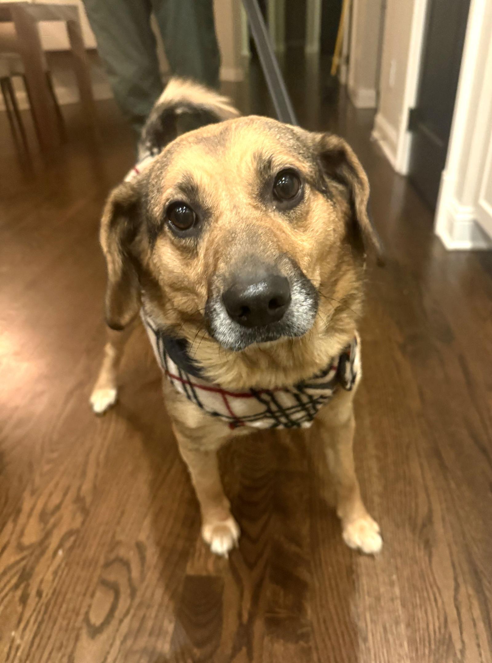 Celeste, a Adoptable Beagle in Arlington, VA image 3/3
