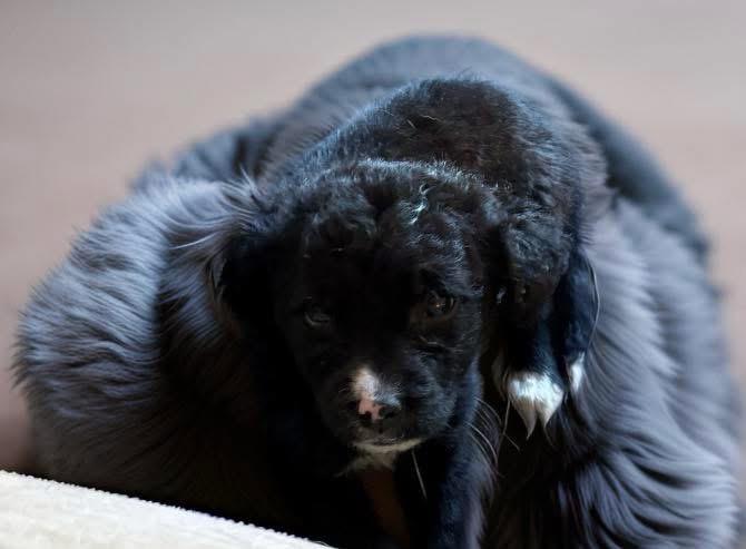 Enlarge Cindy Lou, an adopted mixed breed in Woodbury, NJ image 2/2