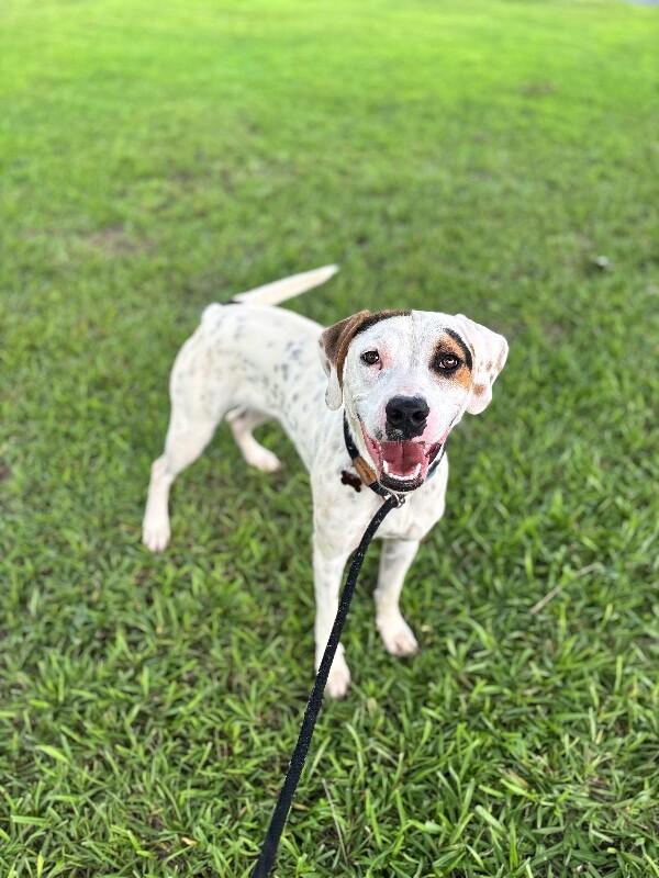 Tatum, Adoptable, Adult Male Hound & Mixed Breed.