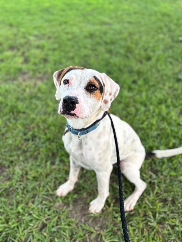 Enlarge Tatum, a Adoptable mixed breed in Berkeley Heights, NJ image 2/6