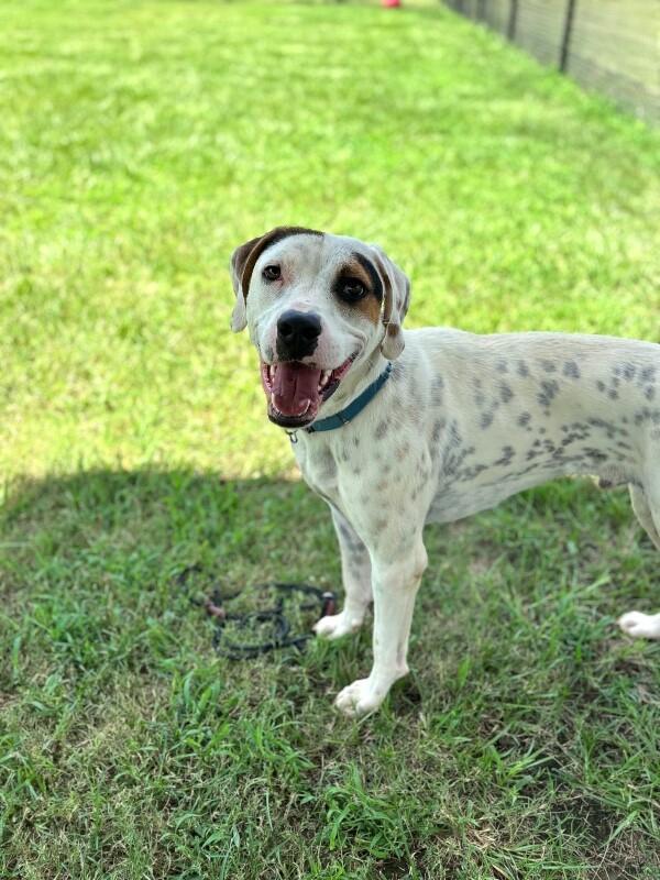 Enlarge Tatum, a Adoptable mixed breed in Berkeley Heights, NJ image 3/6