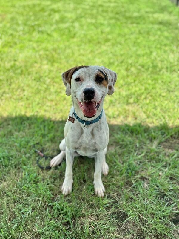 Enlarge Tatum, a Adoptable mixed breed in Berkeley Heights, NJ image 4/6