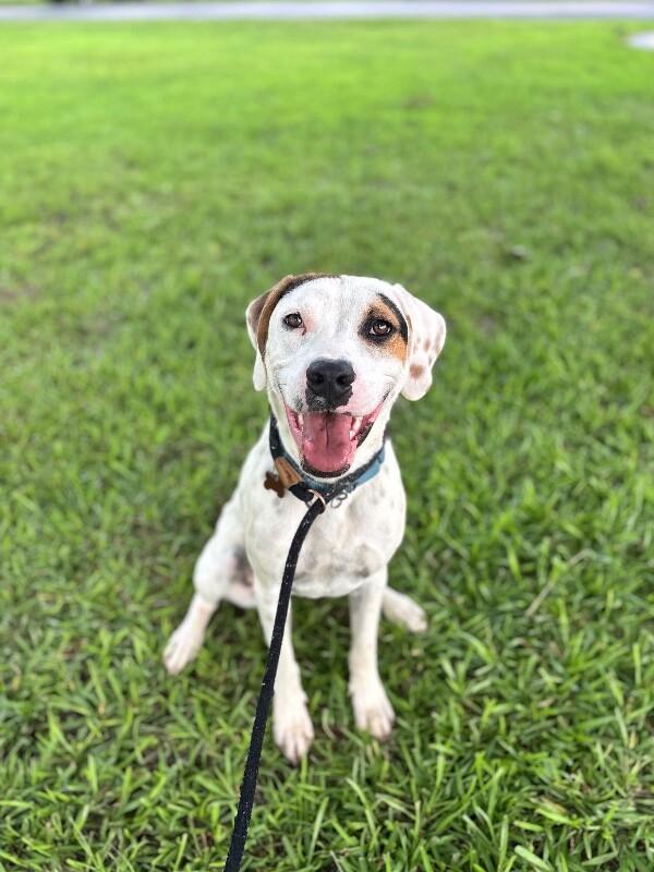 Enlarge Tatum, a Adoptable mixed breed in Berkeley Heights, NJ image 5/6
