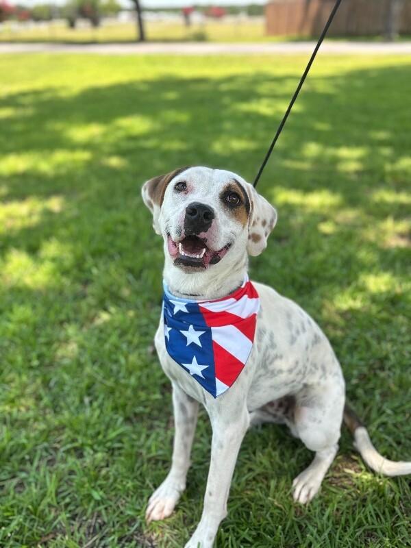 Enlarge Tatum, a Adoptable mixed breed in Berkeley Heights, NJ image 6/6