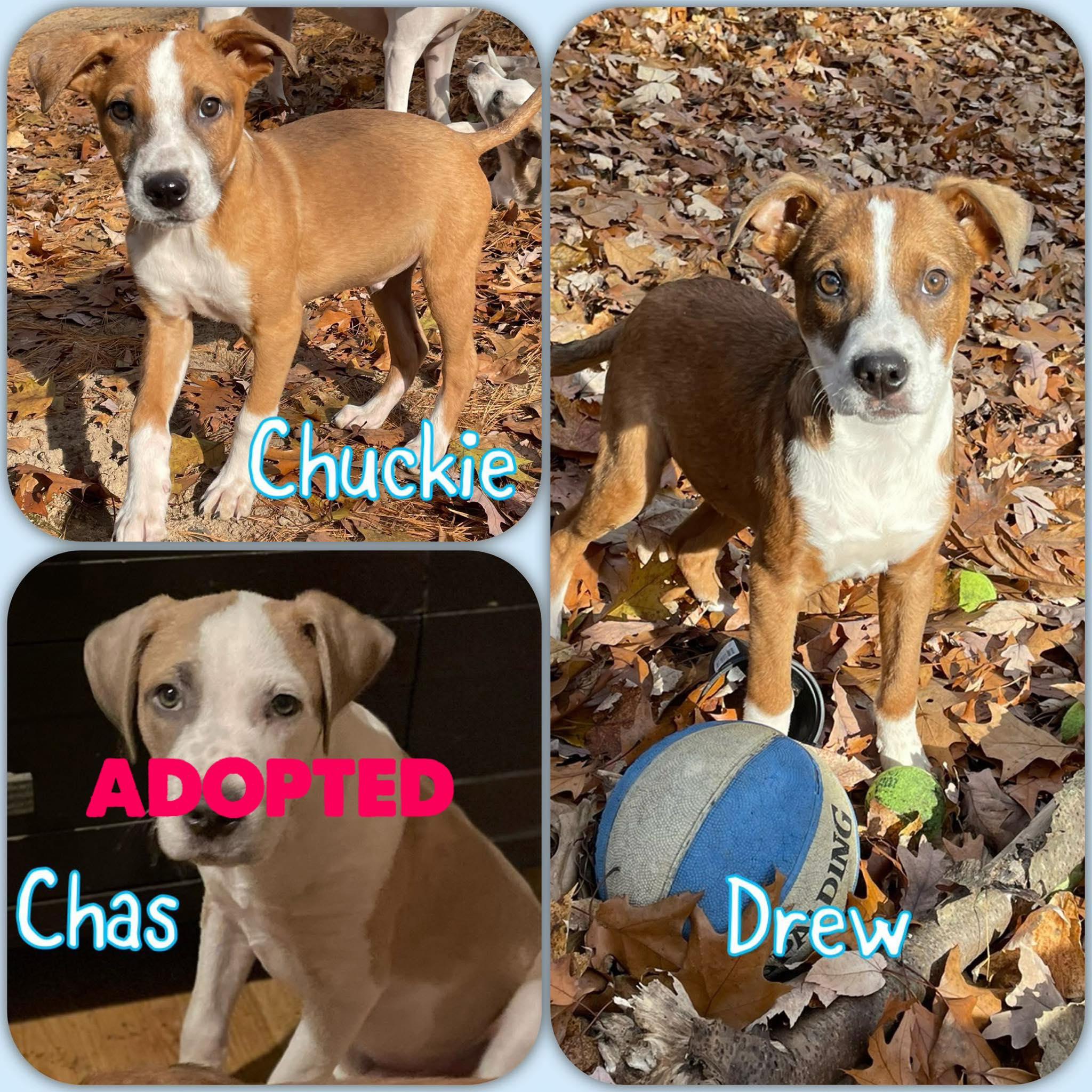 Rugrat Litter- puppies, Adoptable, Young Male Great Pyrenees & Cattle Dog.