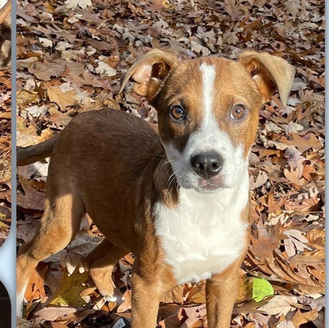 Enlarge Rugrat Litter-Drew, a Adoptable mixed breed in Traverse City, MI image 1/1