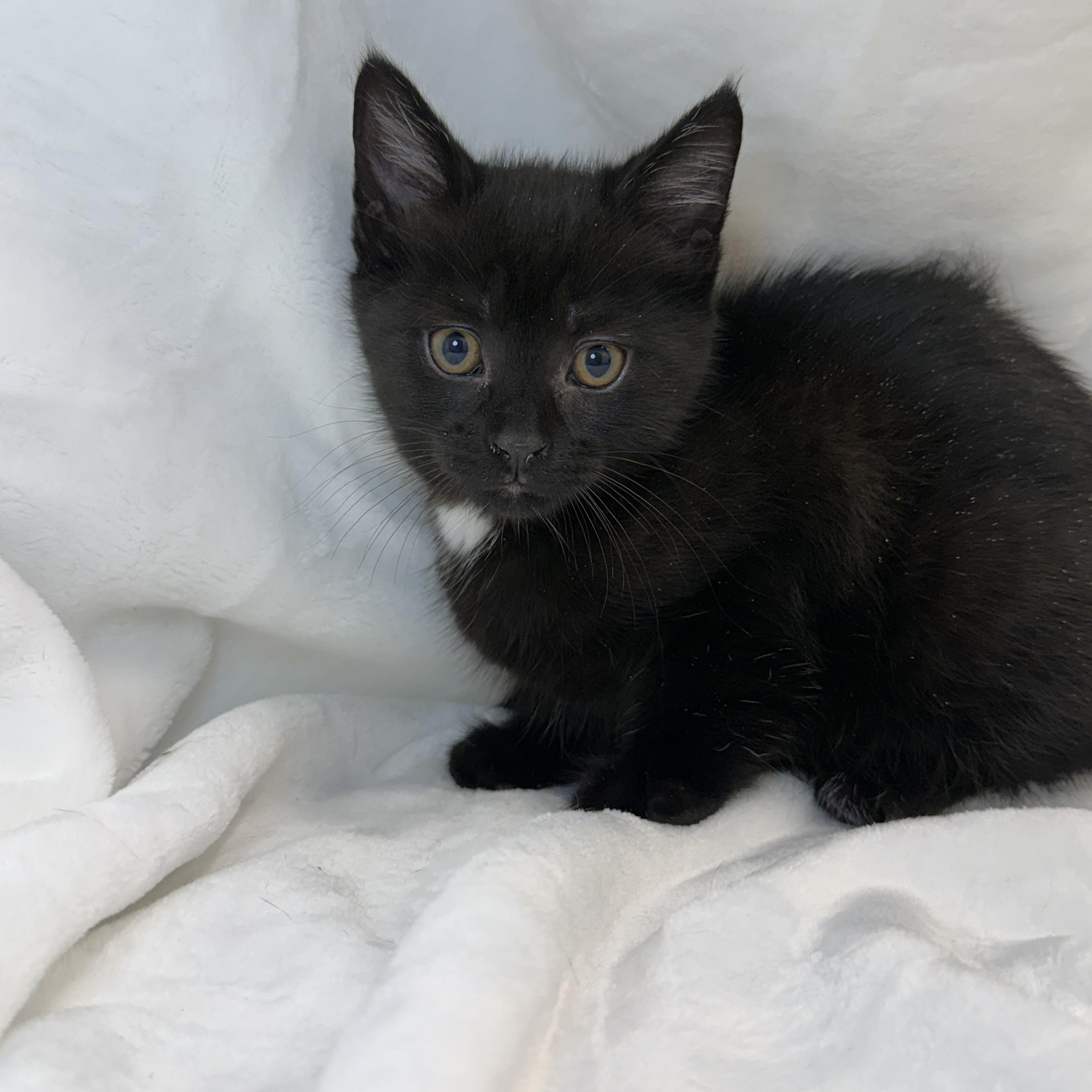 Doowop, ADOPTABLE, Kitten Male Domestic Short Hair.
