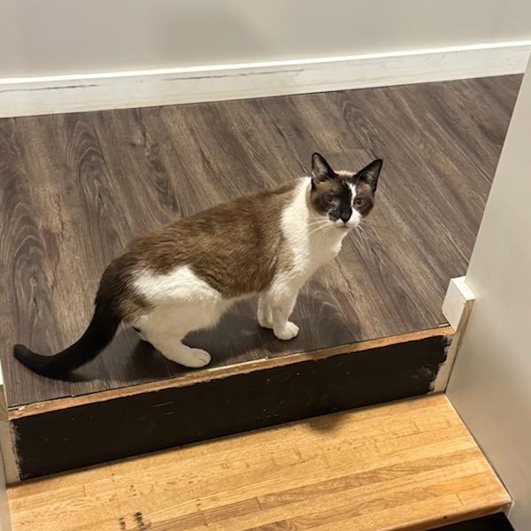 Enlarge Cameron, a Adoptable mixed breed in Maryville, TN image 2/3