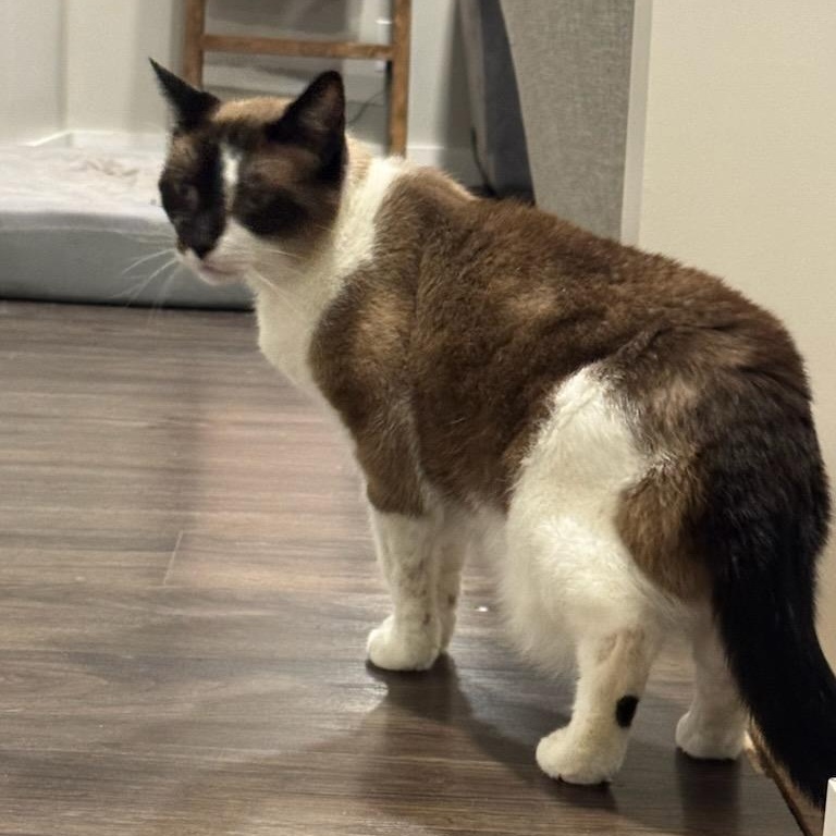 Enlarge Cameron, a Adoptable mixed breed in Maryville, TN image 3/3