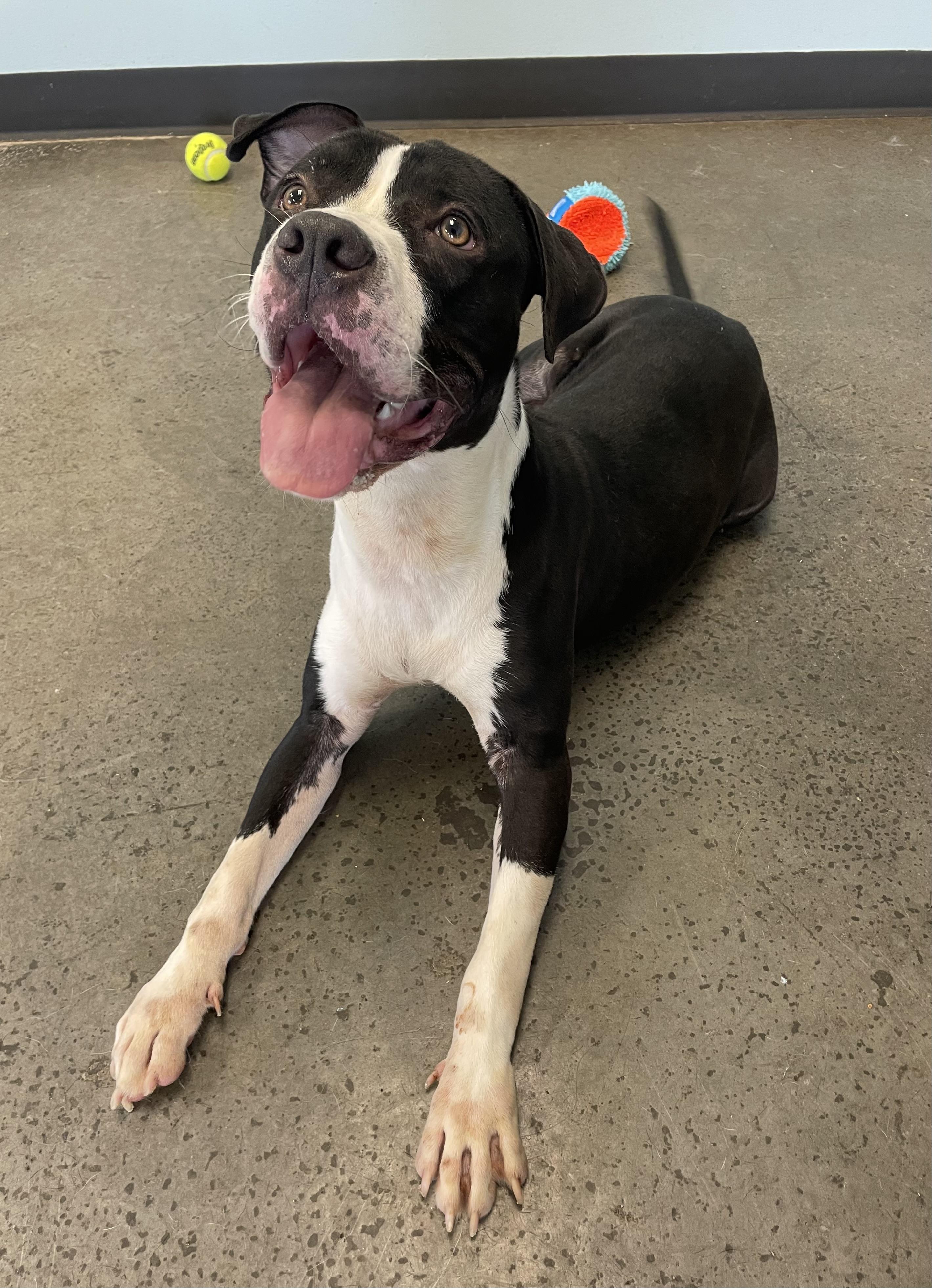 Rookie, Adult Male Mixed Breed