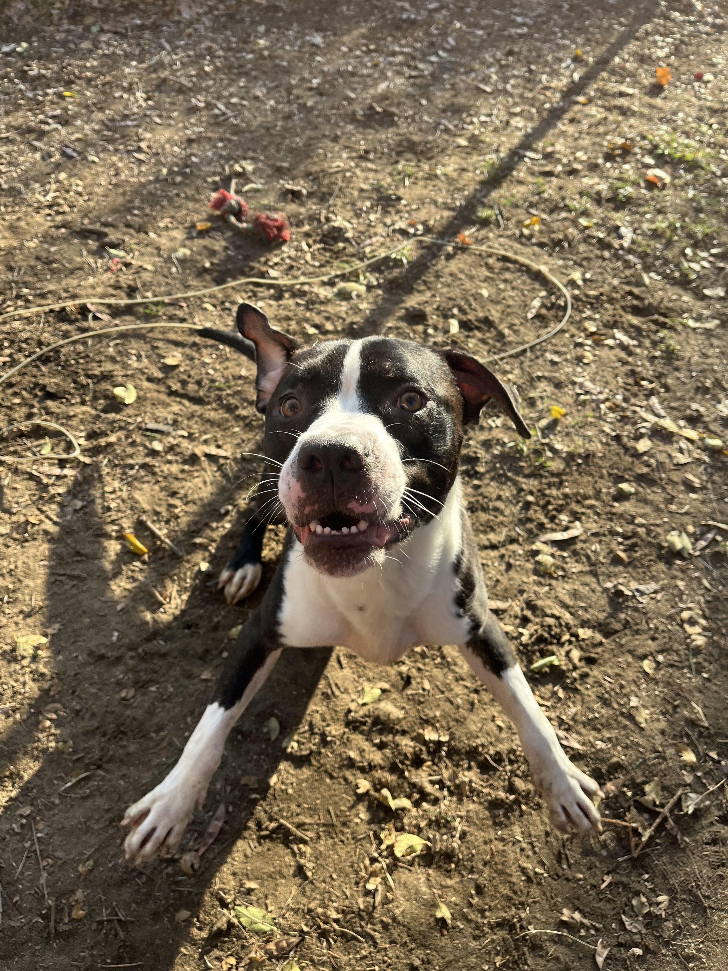 Rookie, a Adoptable mixed breed in Mishawaka, IN image 1/6