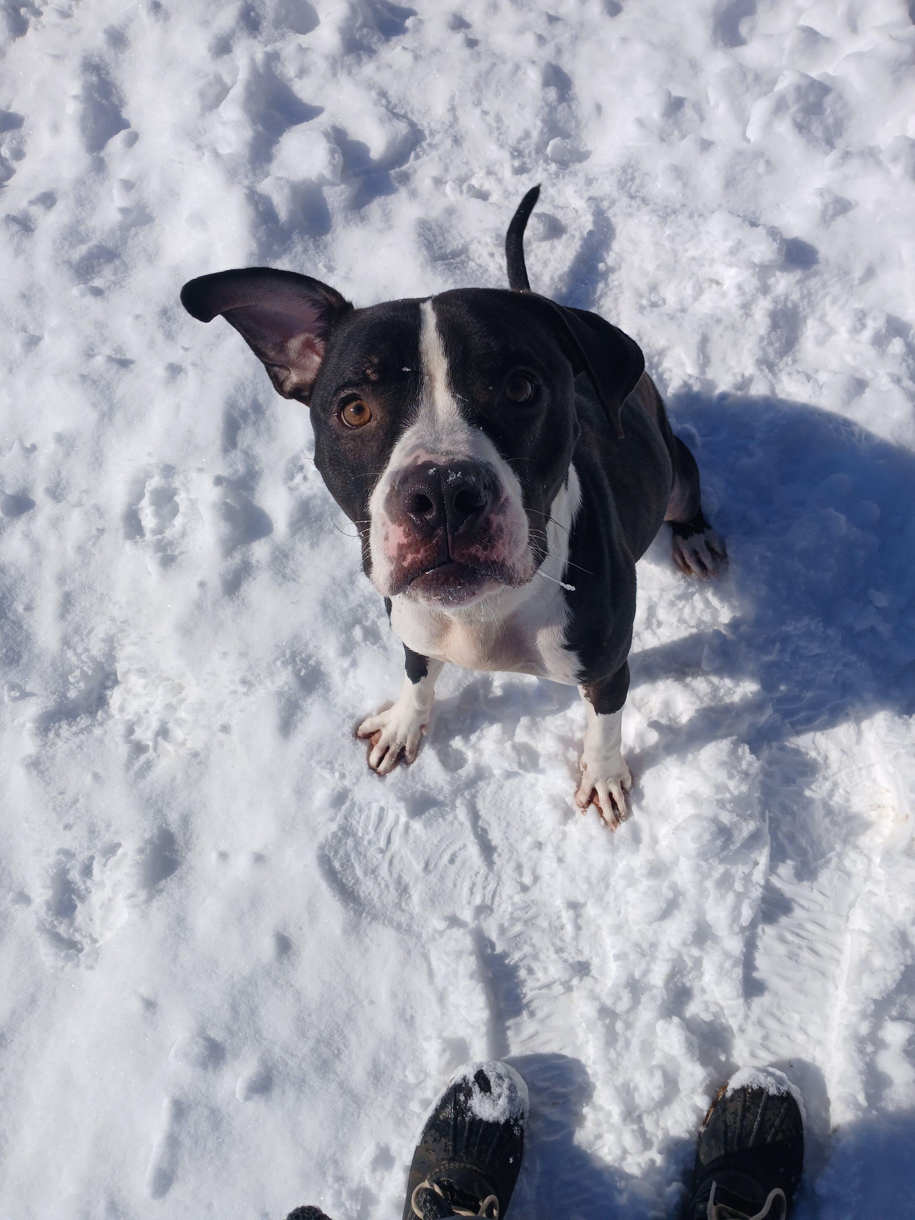 Enlarge Rookie, a Adoptable mixed breed in Mishawaka, IN image 2/6