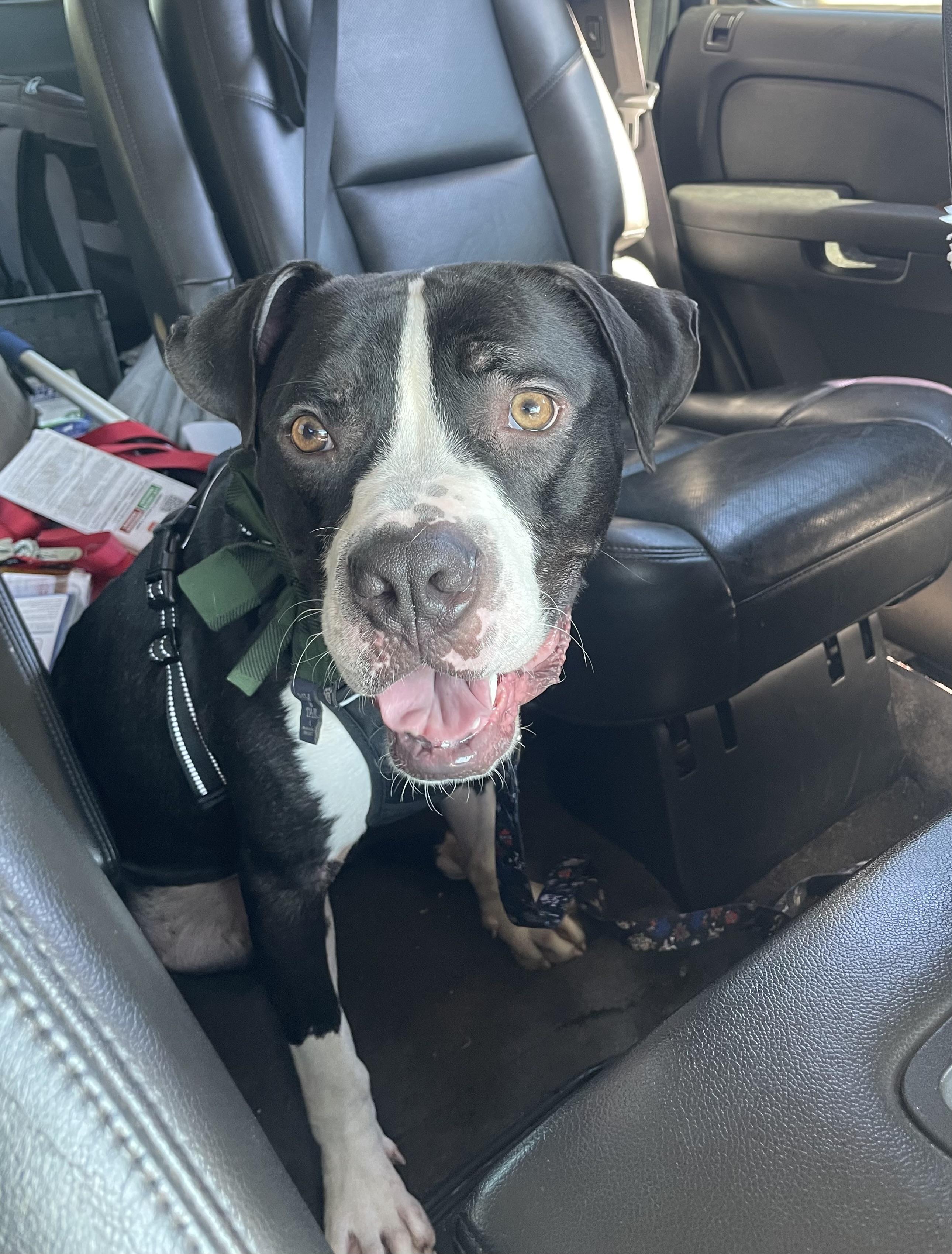 Enlarge Rookie, a Adoptable mixed breed in Mishawaka, IN image 3/6