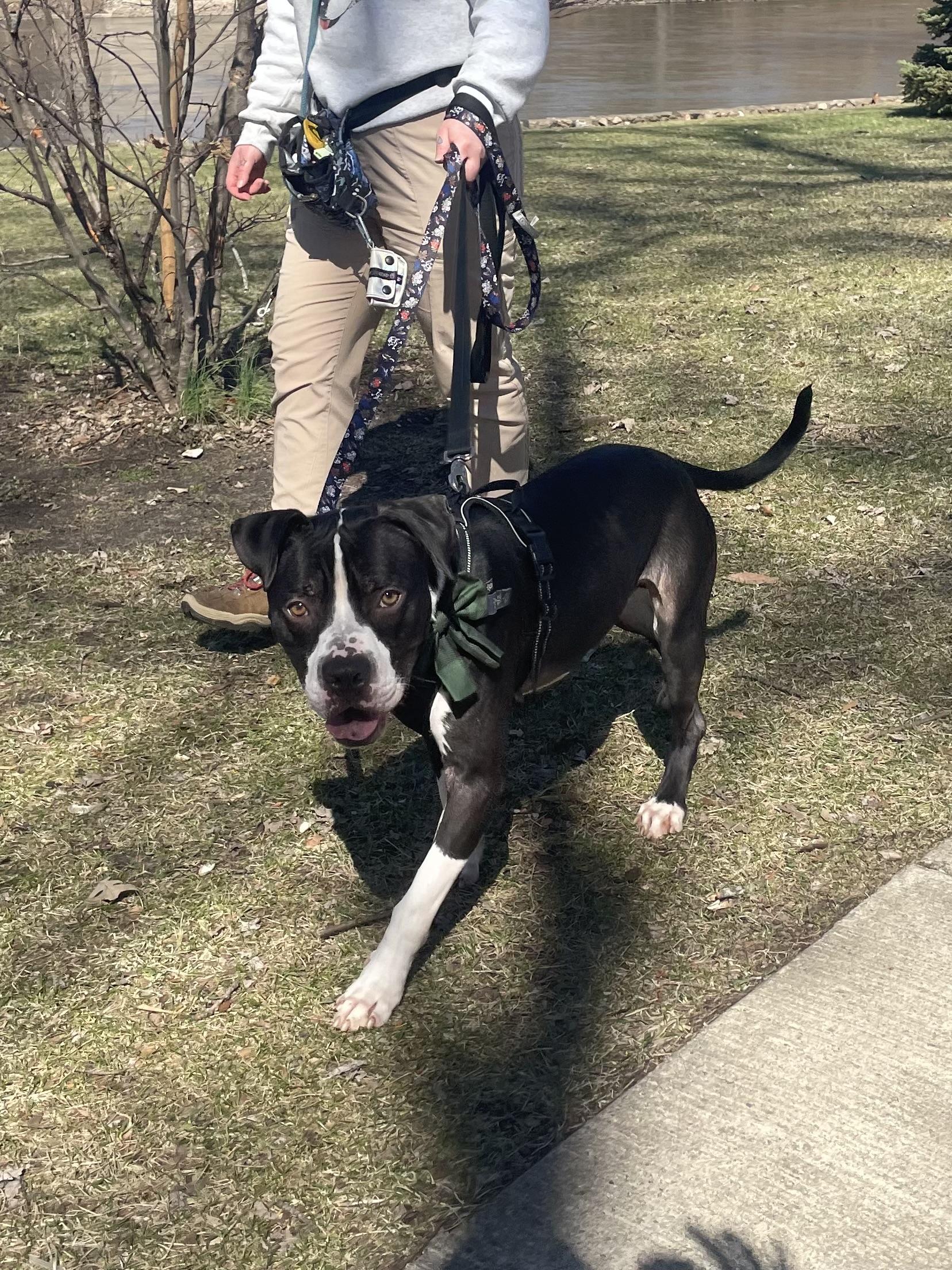 Enlarge Rookie, a Adoptable mixed breed in Mishawaka, IN image 4/6