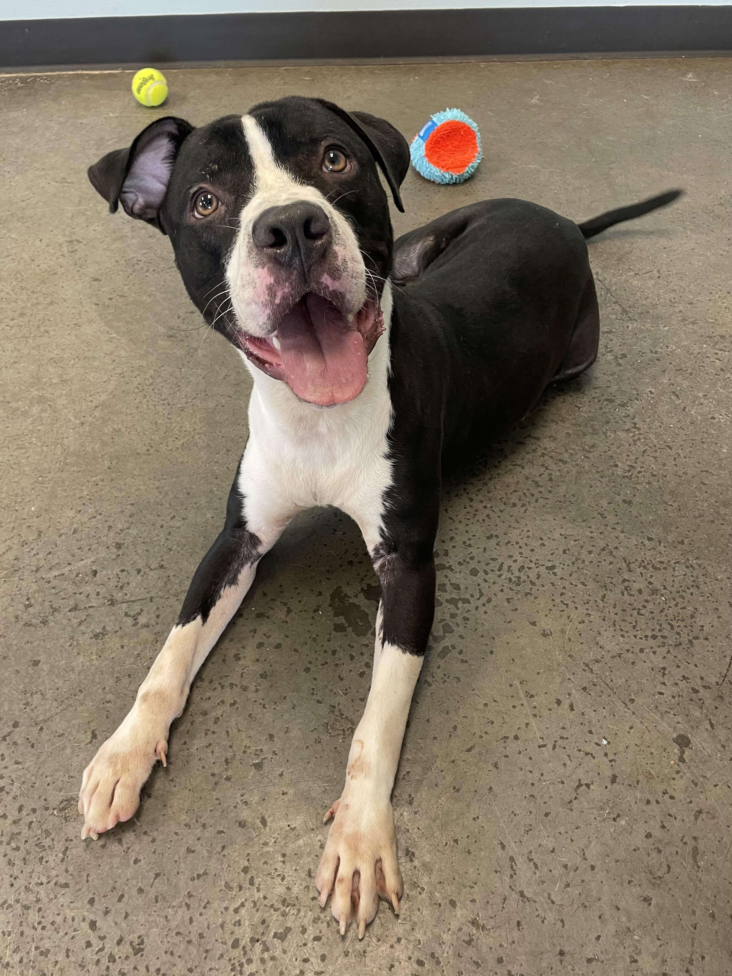 Rookie, a Adoptable mixed breed in Mishawaka, IN image 4/6