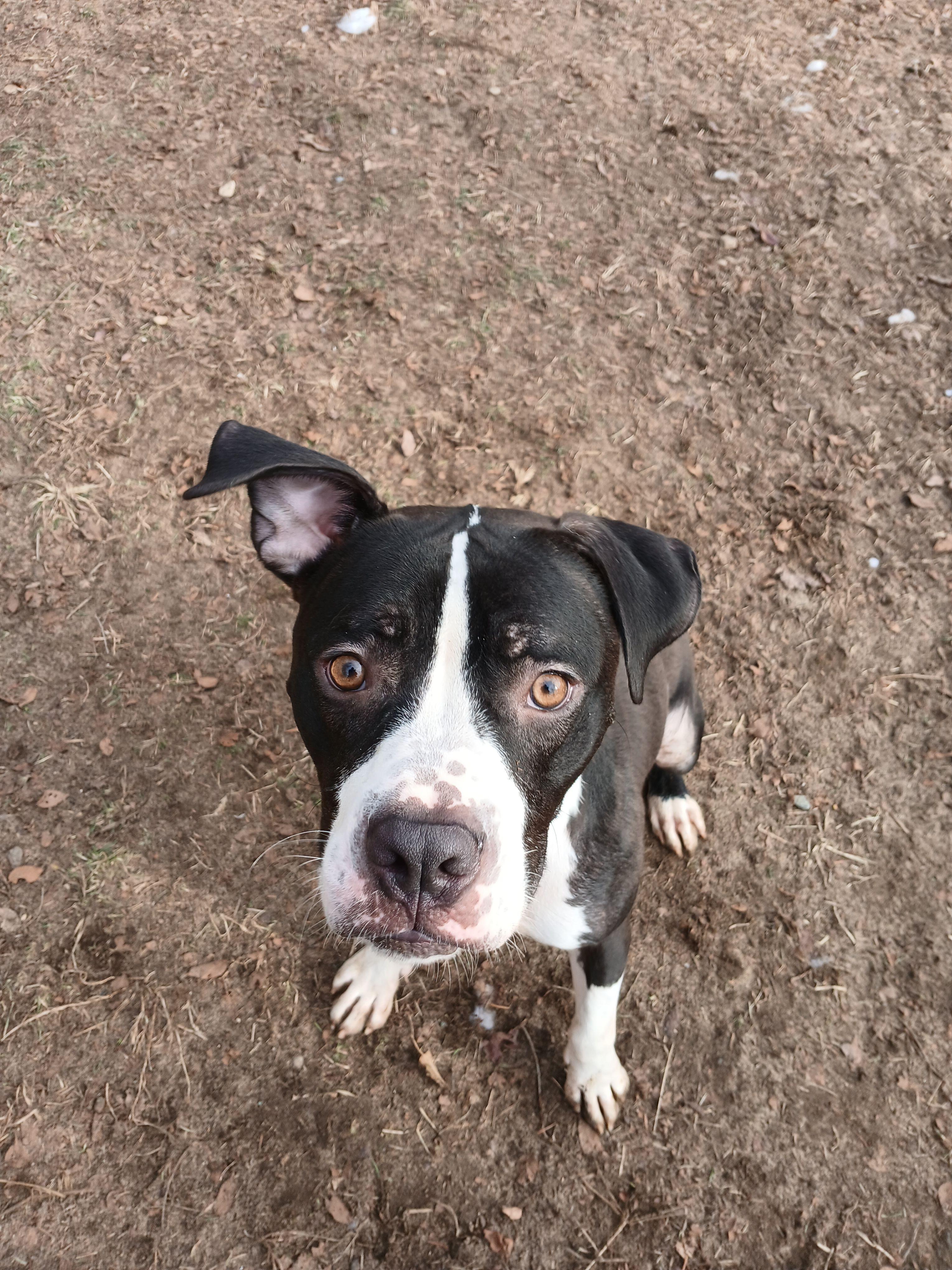 Enlarge Rookie, a Adoptable mixed breed in Mishawaka, IN image 3/5