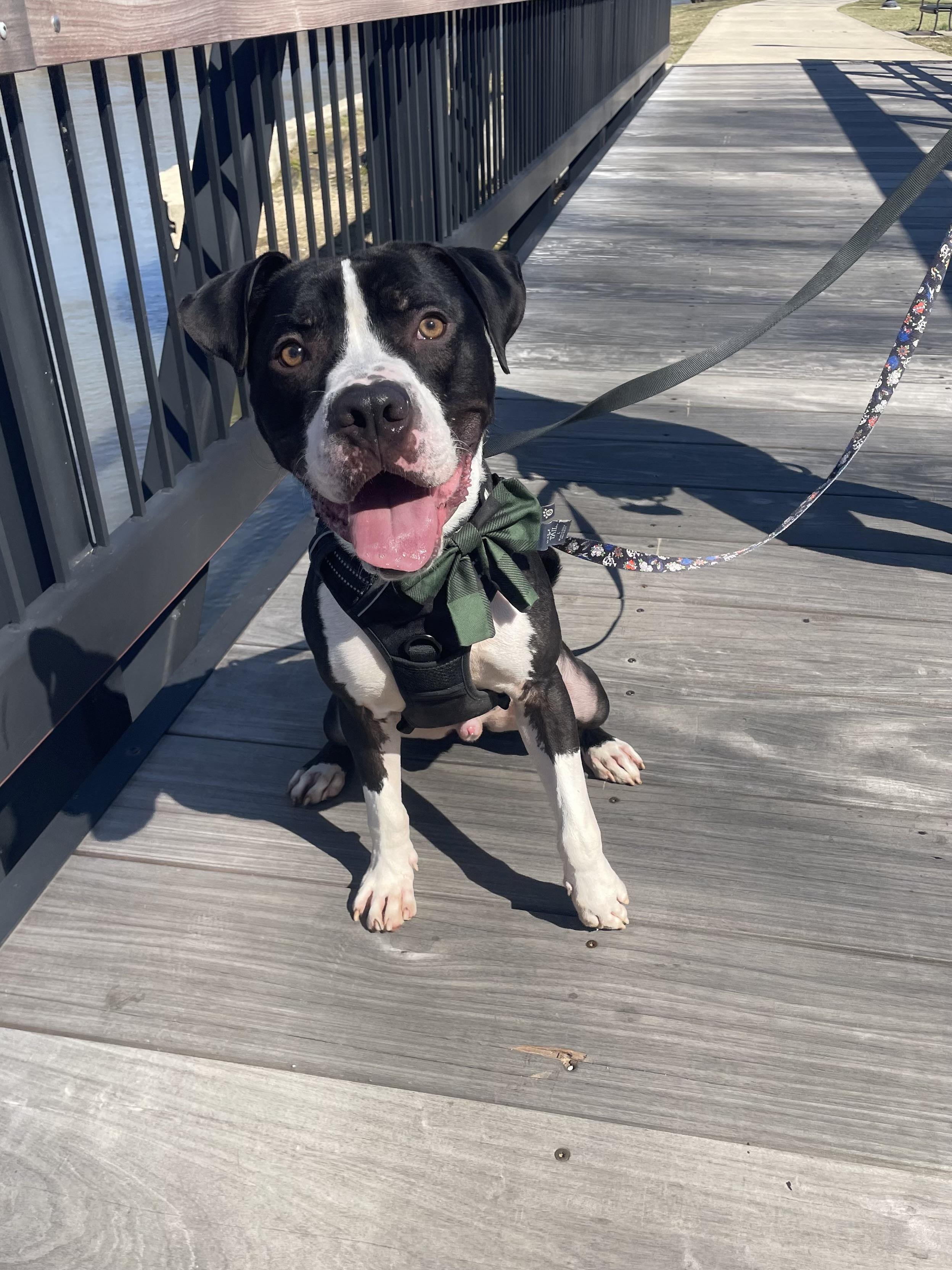 Rookie, Adoptable, Adult Male Mixed Breed.