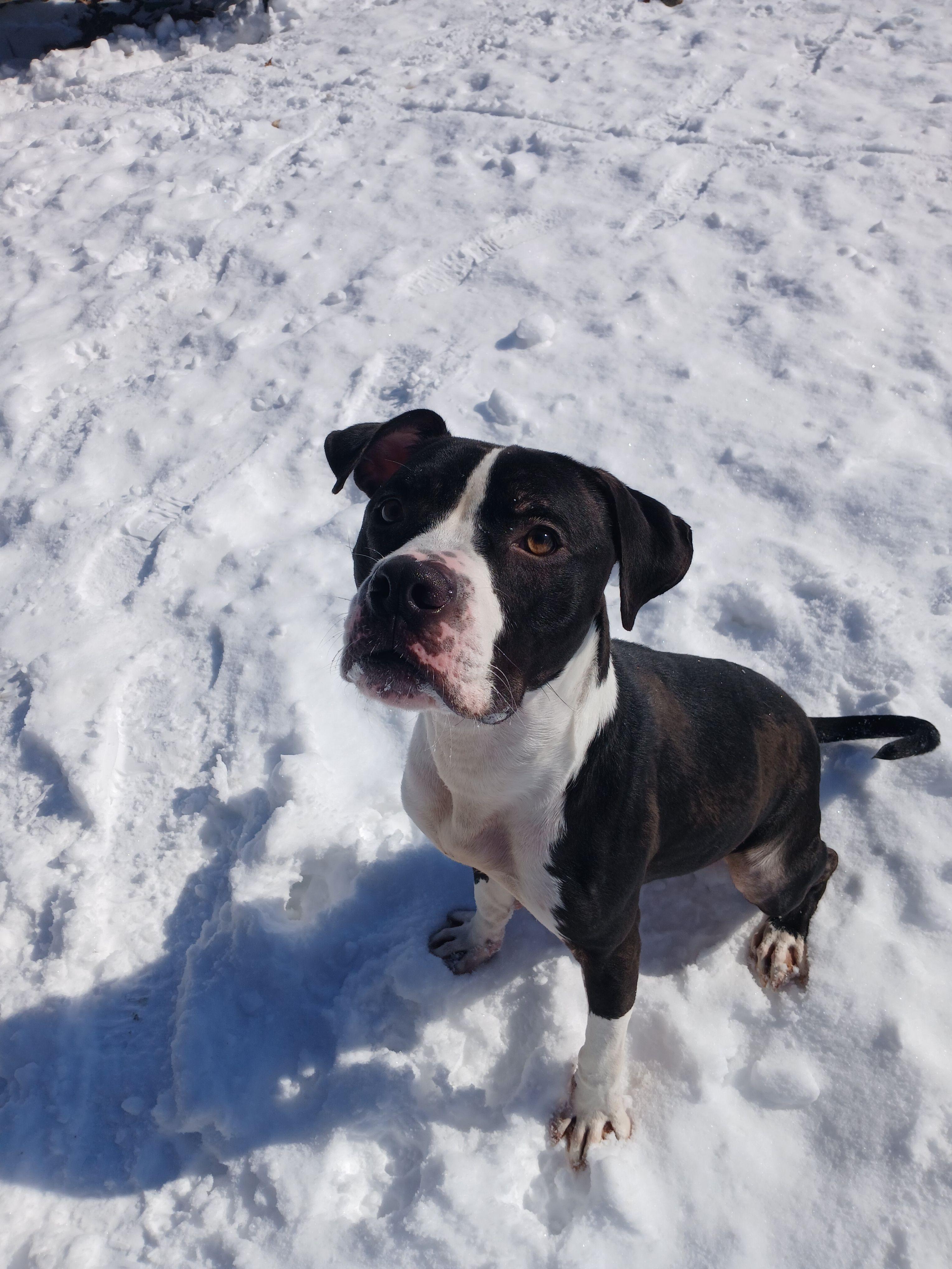 Enlarge Rookie, a Adoptable mixed breed in Mishawaka, IN image 3/6