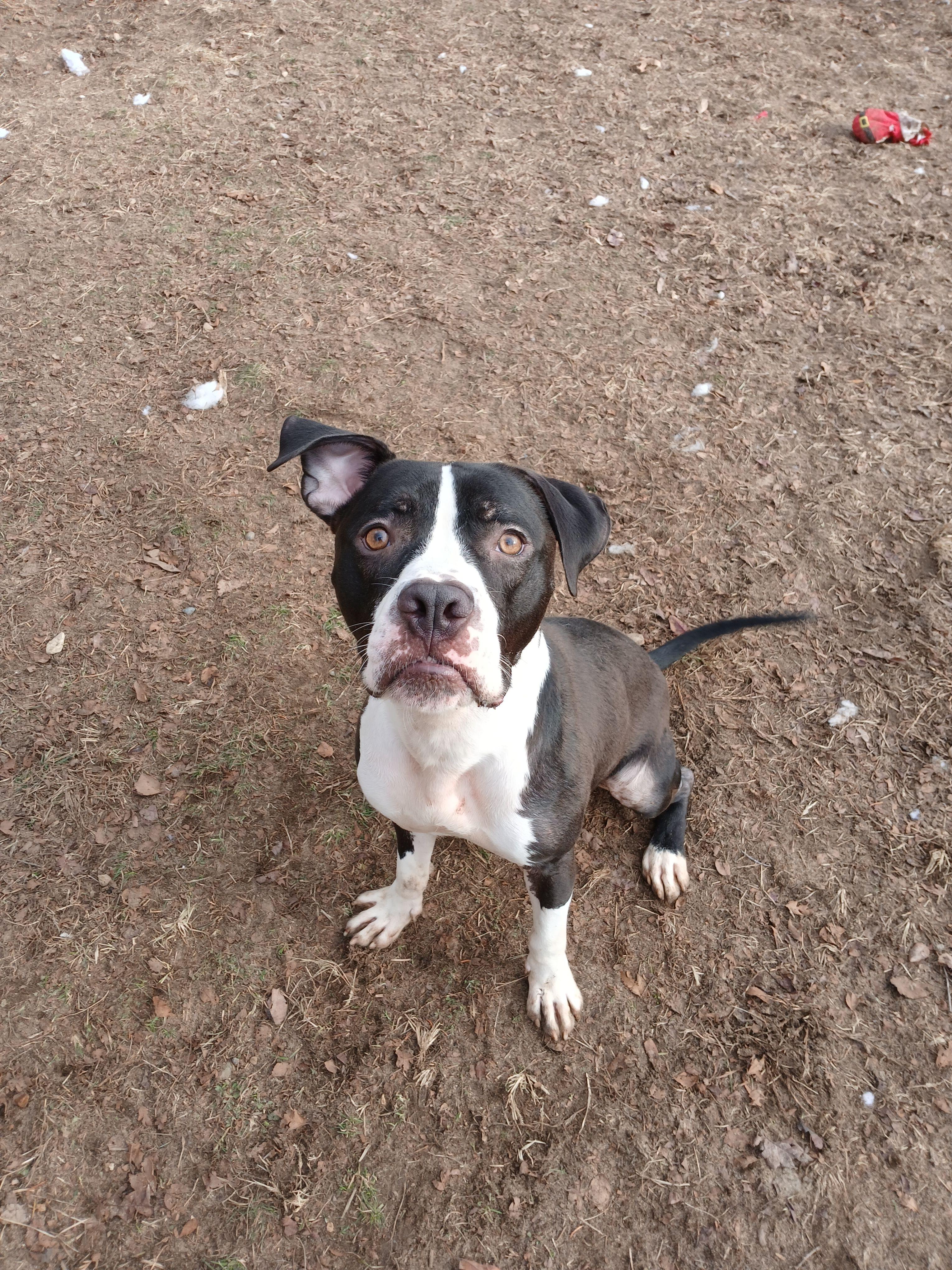 Rookie, Adoptable, Adult Male Mixed Breed.