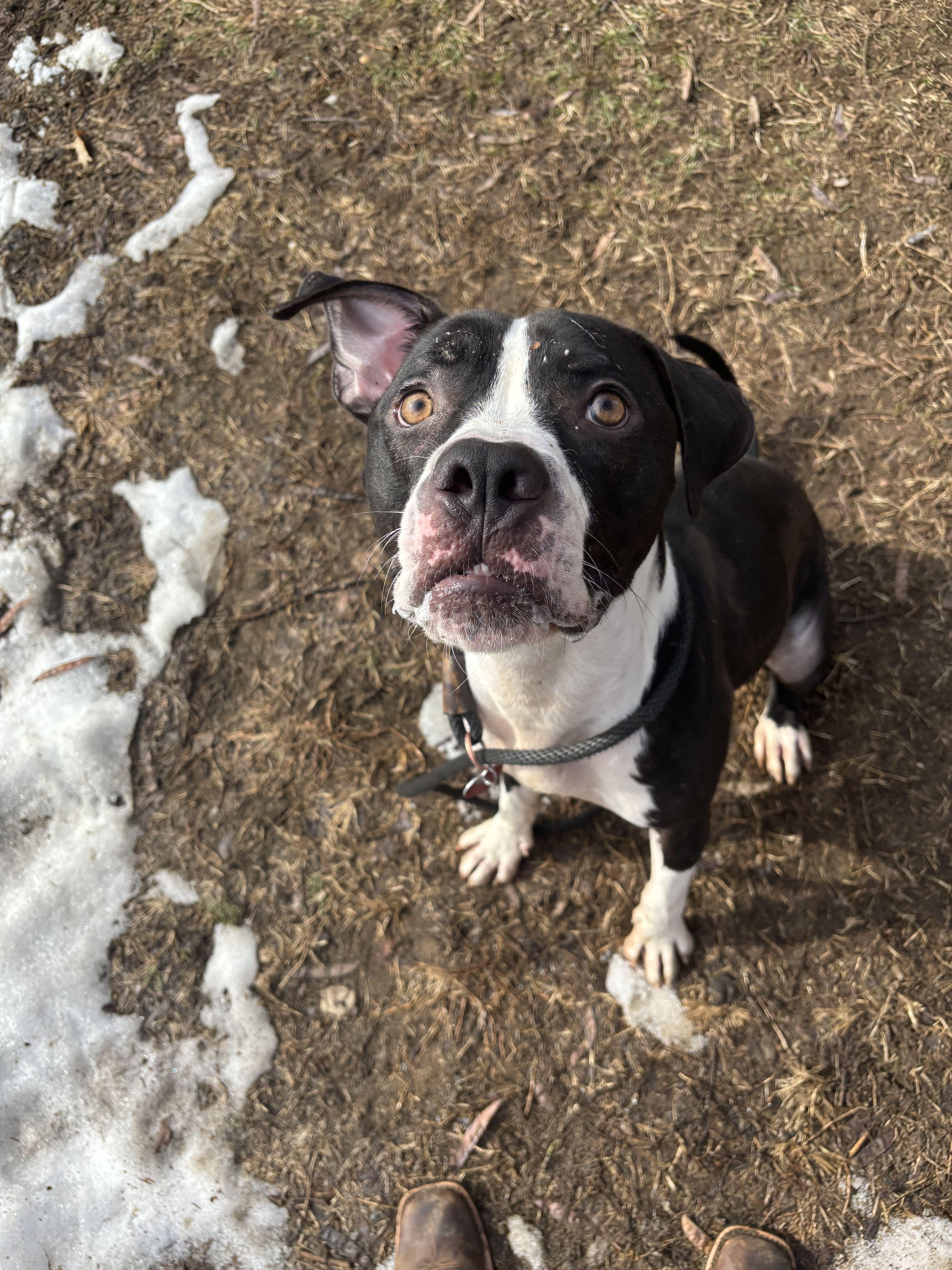Rookie, Adoptable, Adult Male Mixed Breed.