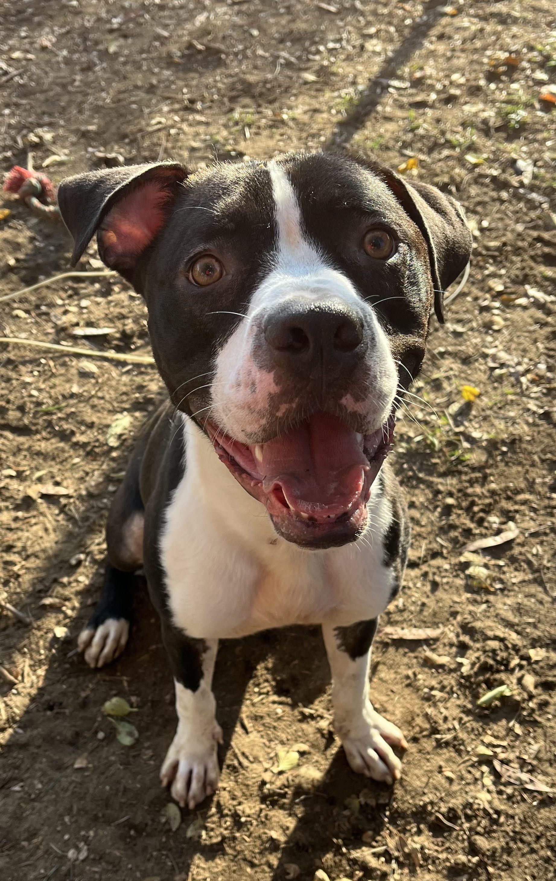 Rookie, a Adoptable mixed breed in Mishawaka, IN image 2/6