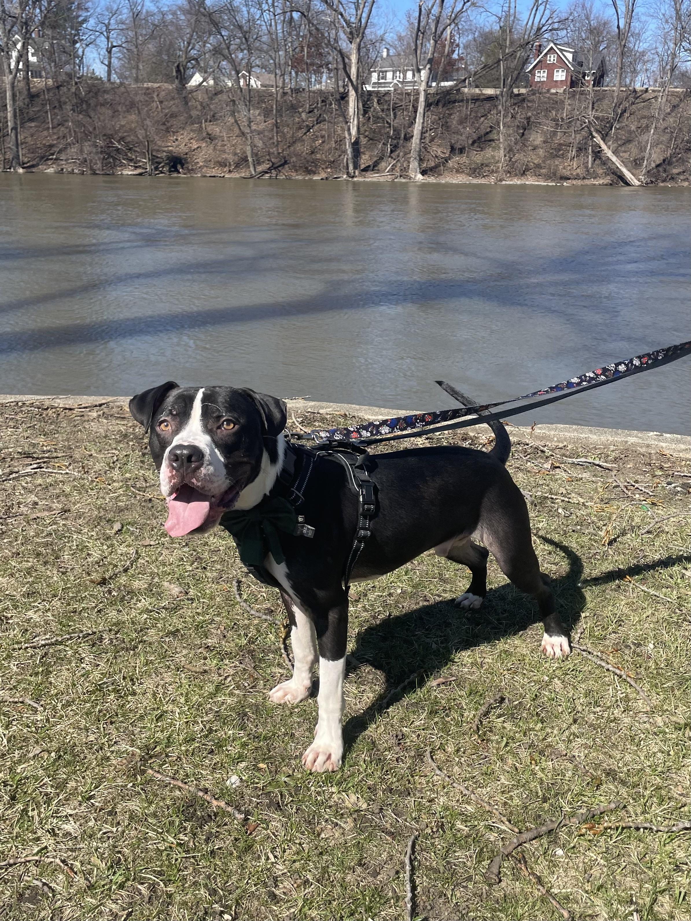 Enlarge Rookie, a Adoptable mixed breed in Mishawaka, IN image 6/6
