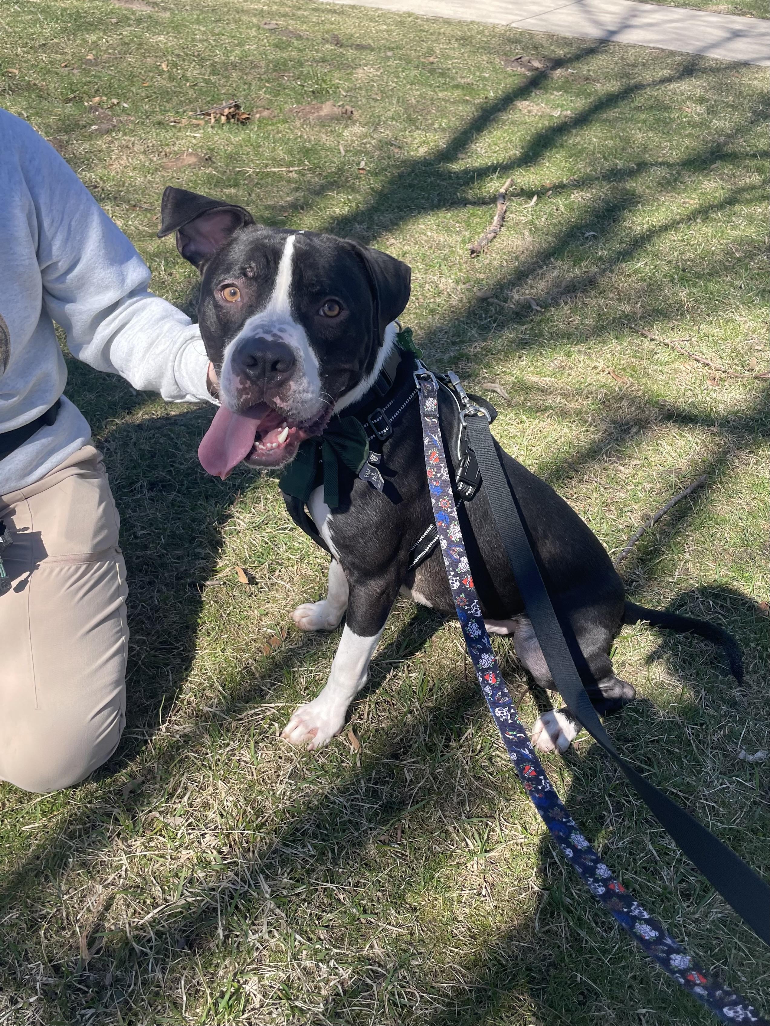 Enlarge Rookie, a Adoptable mixed breed in Mishawaka, IN image 2/6