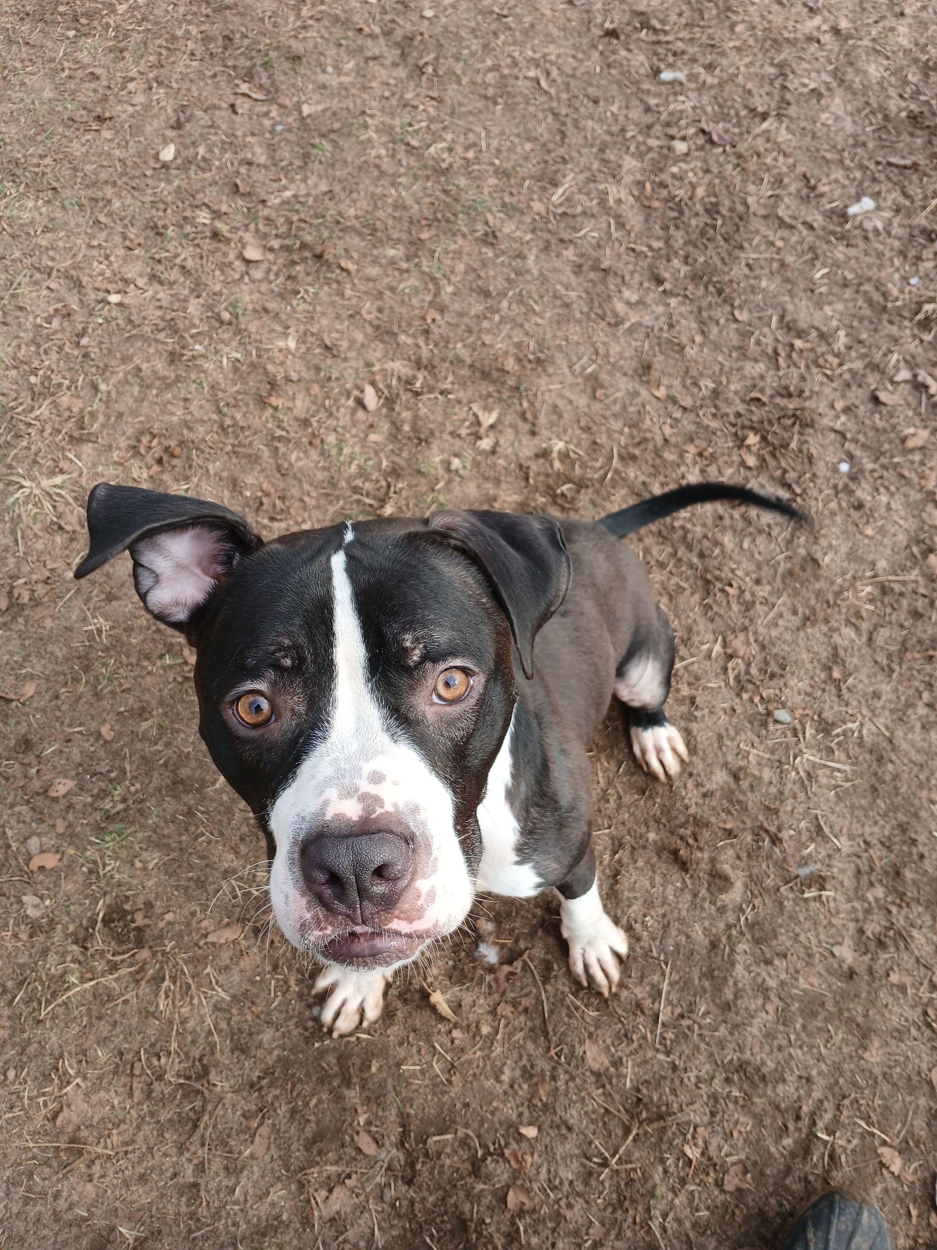 Enlarge Rookie, a Adoptable mixed breed in Mishawaka, IN image 2/5