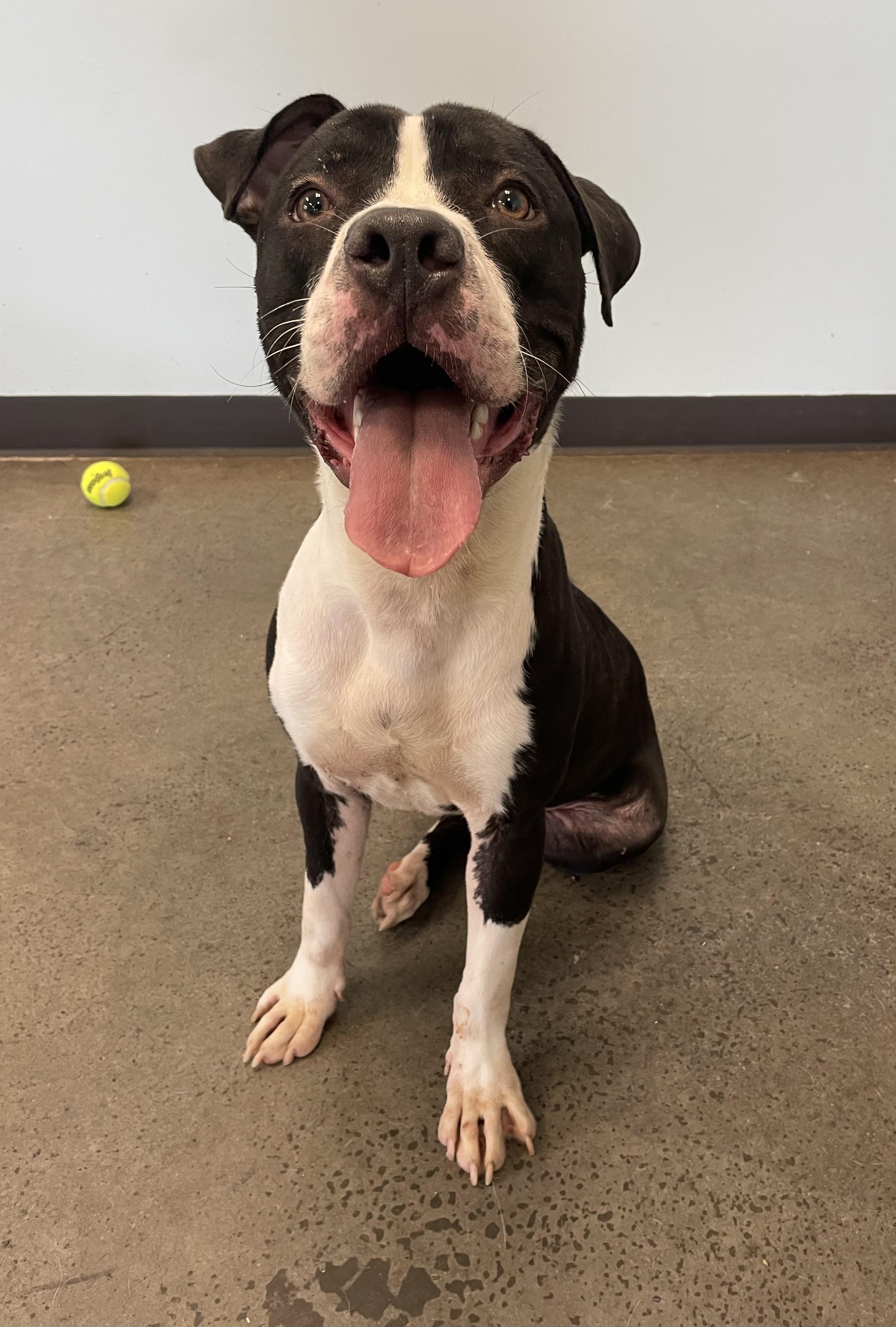 Rookie, a Adoptable mixed breed in Mishawaka, IN image 6/6