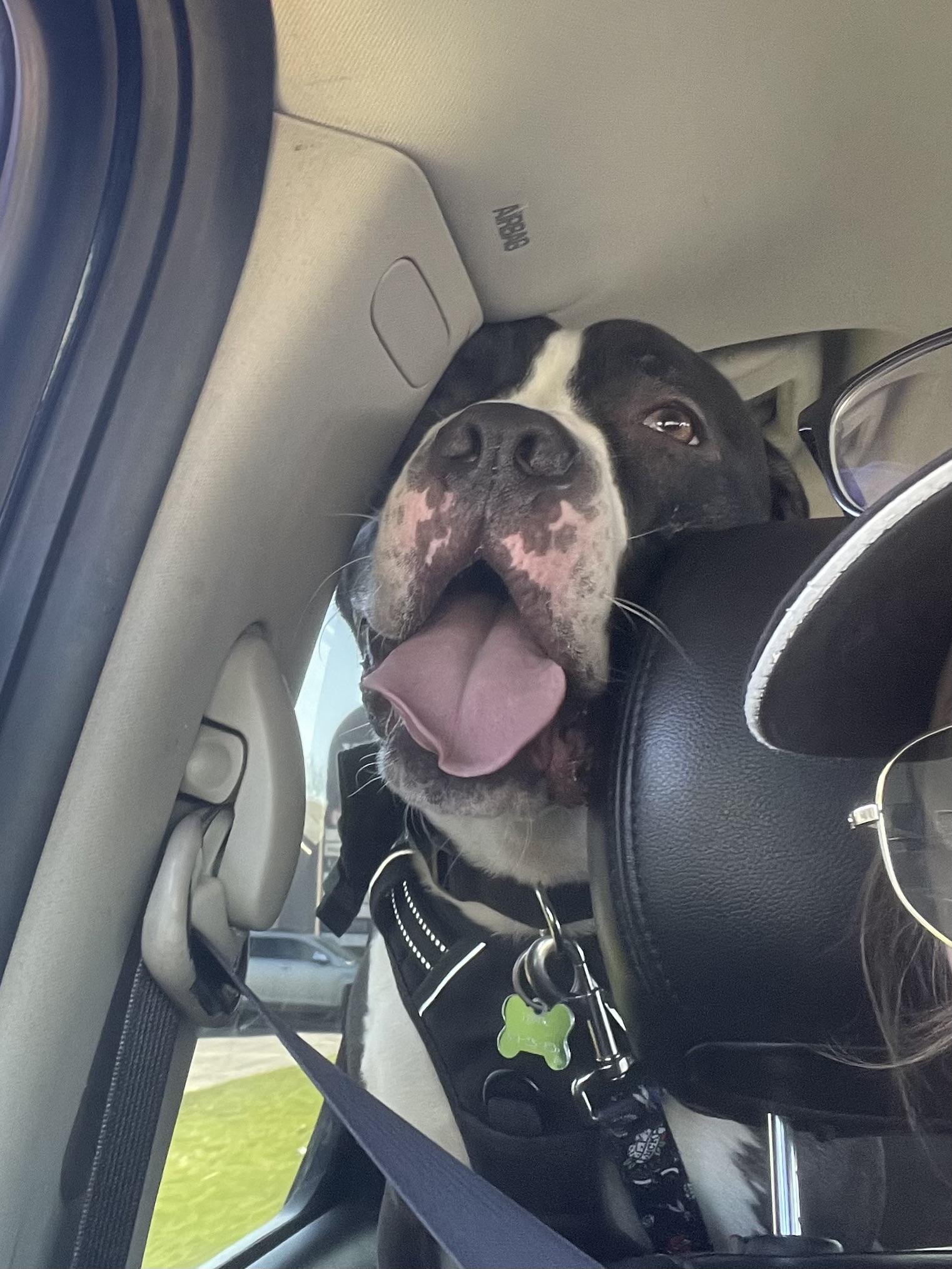 Enlarge Rookie, a Adoptable mixed breed in Mishawaka, IN image 5/6