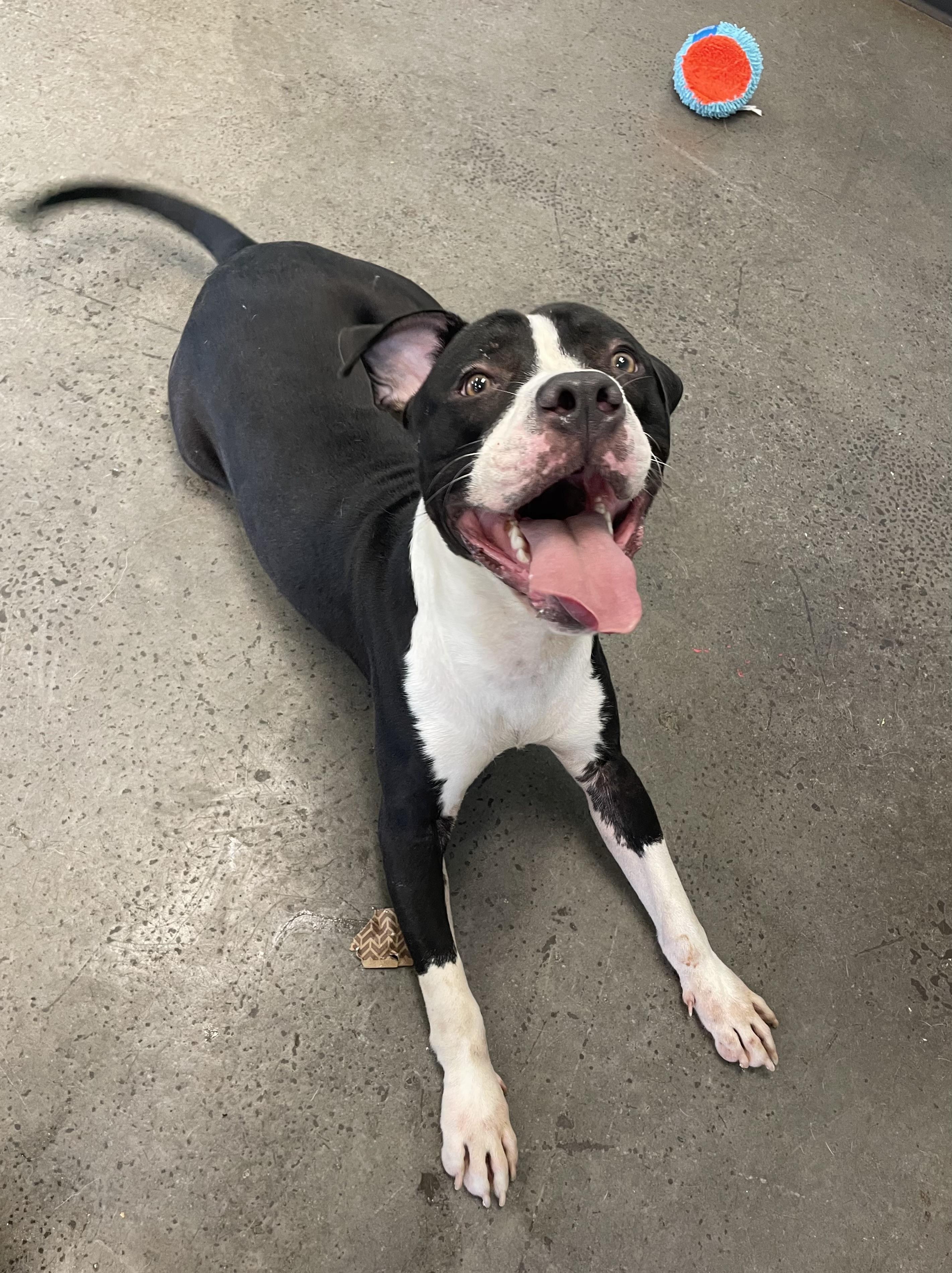Rookie, a Adoptable mixed breed in Mishawaka, IN image 3/6