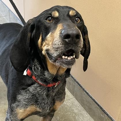 Enlarge Cash, a ADOPTABLE Mixed Breed in Dubuque, IA image 1/1