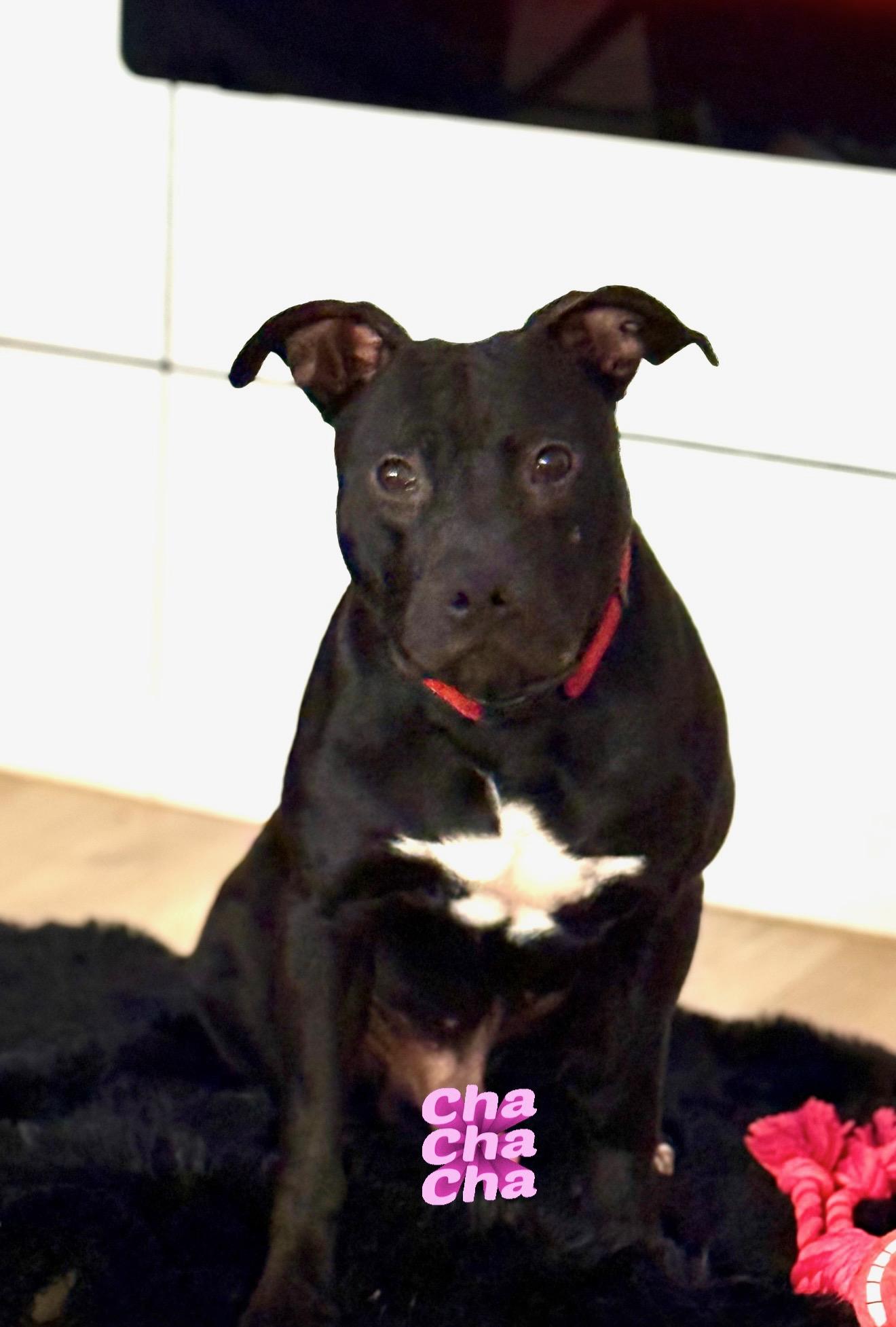 Thor or Cha cha , ADOPTABLE, Young Male American Staffordshire Terrier.