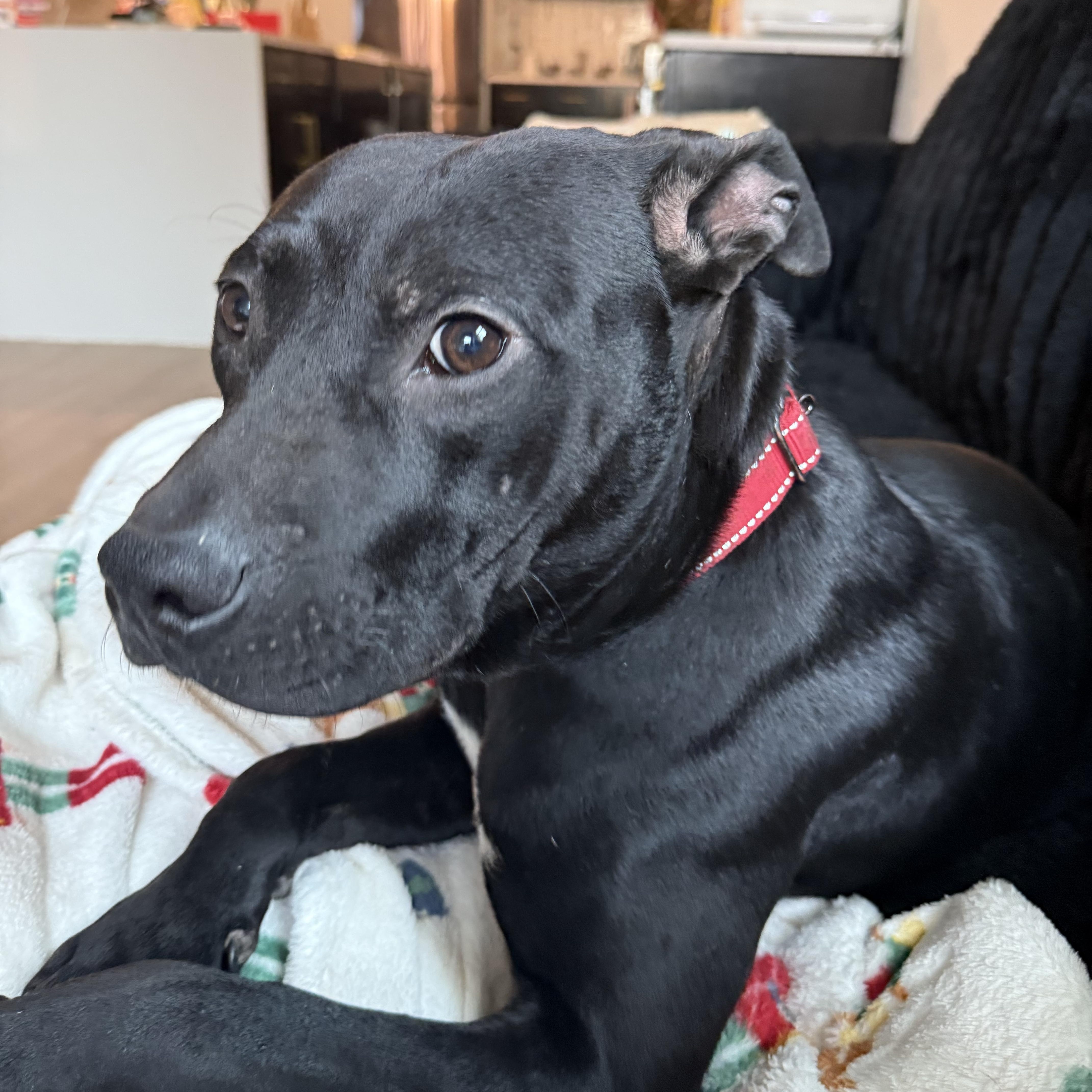 Thor or Cha cha , a ADOPTABLE mixed breed in Dallas, TX image 2/4