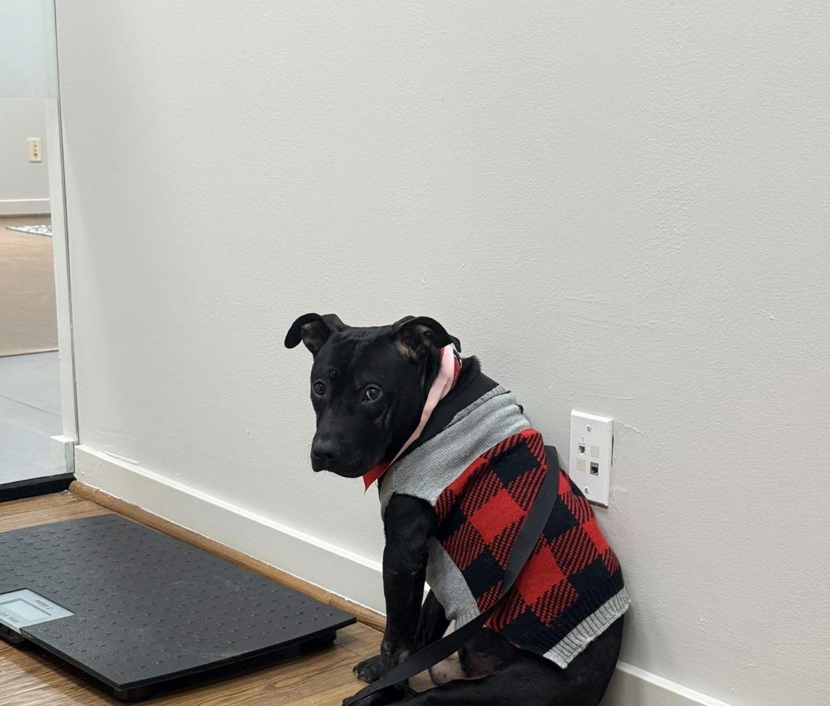 Thor or Cha cha , a ADOPTABLE mixed breed in Dallas, TX image 4/4