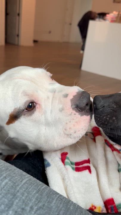 Enlarge Thor or Cha cha , a ADOPTABLE mixed breed in Dallas, TX video 3/4
