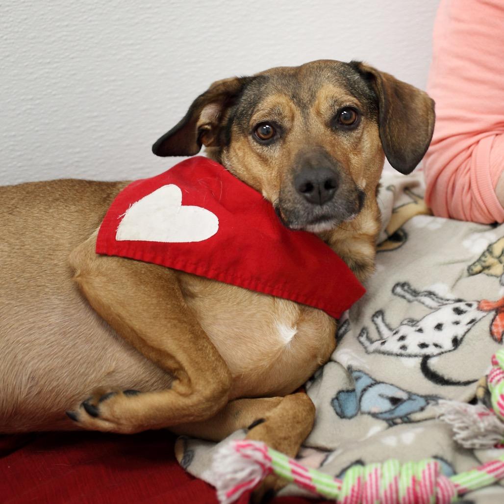 Ranger (aka Prem) — thumbnail 3