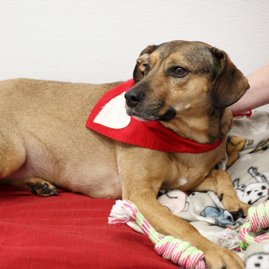 Ranger (aka Prem) — thumbnail 4