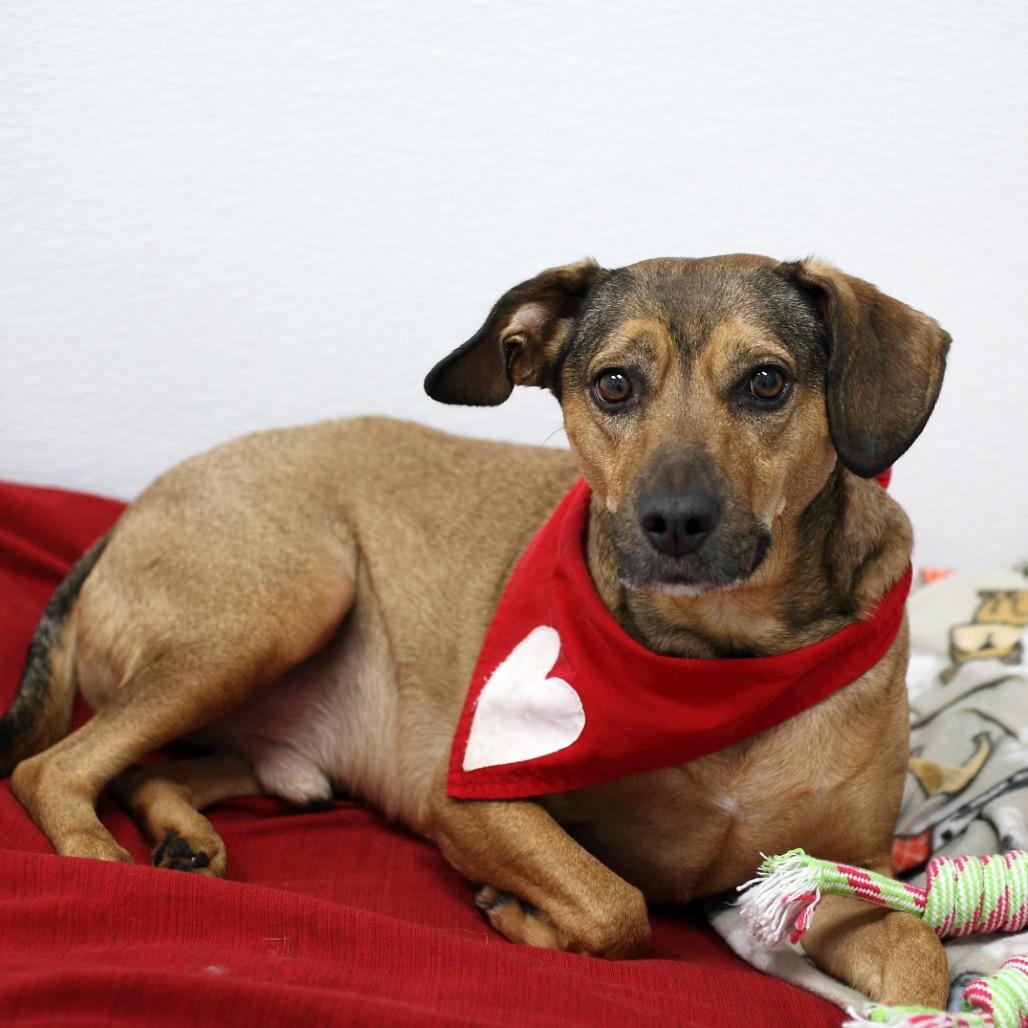 Ranger (aka Prem) — thumbnail 5