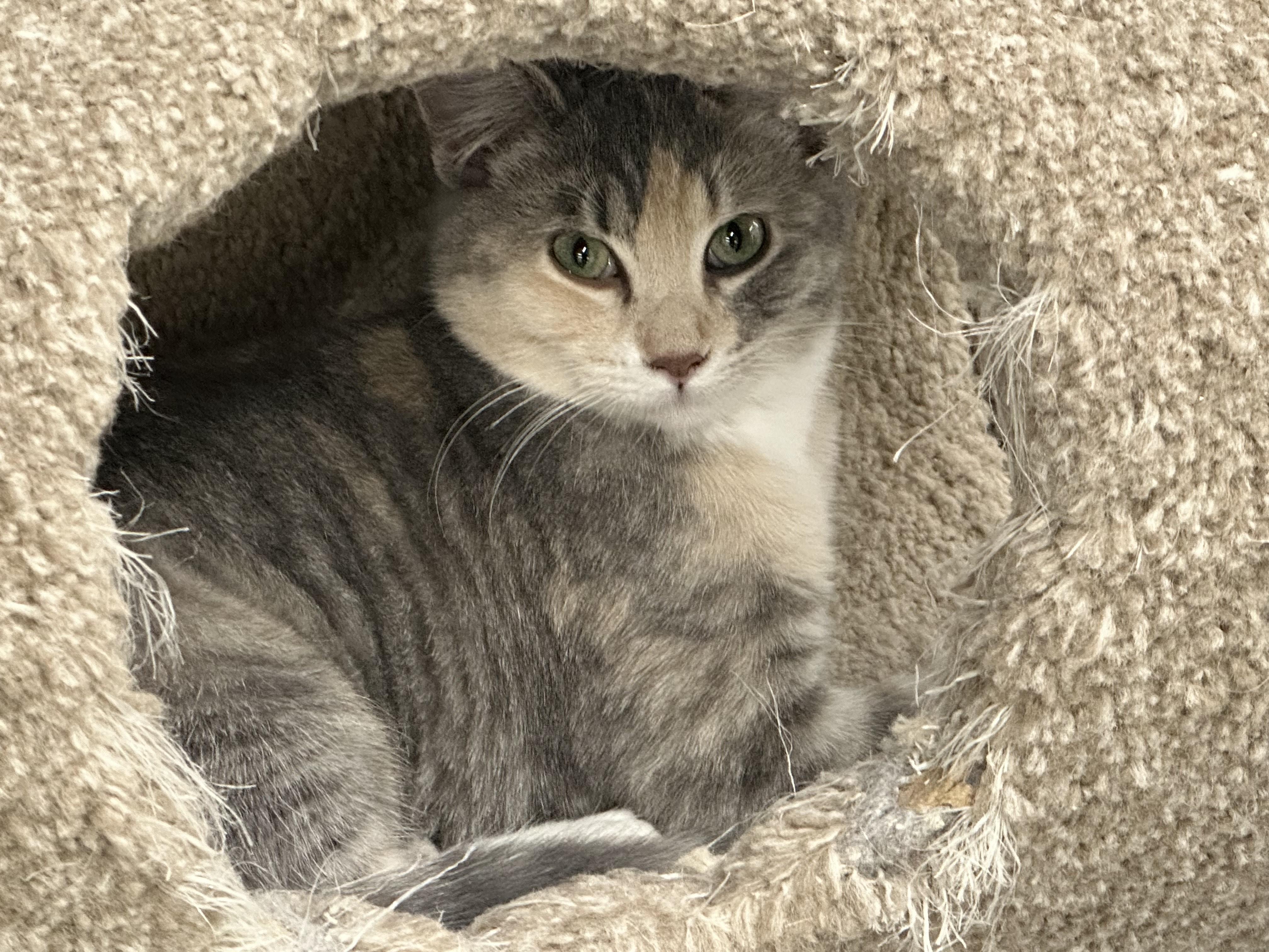 Enlarge Mimi, a Adoptable Dilute Calico in Fort Benton, MT image 1/1