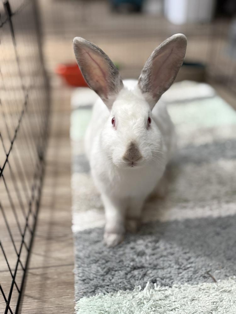 Enlarge Casper, a Adoptable Californian in Melbourne, FL image 1/5