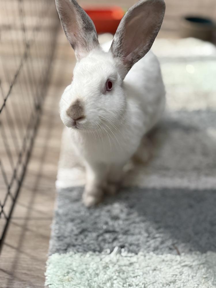 Enlarge Casper, a Adoptable Californian in Melbourne, FL image 2/5