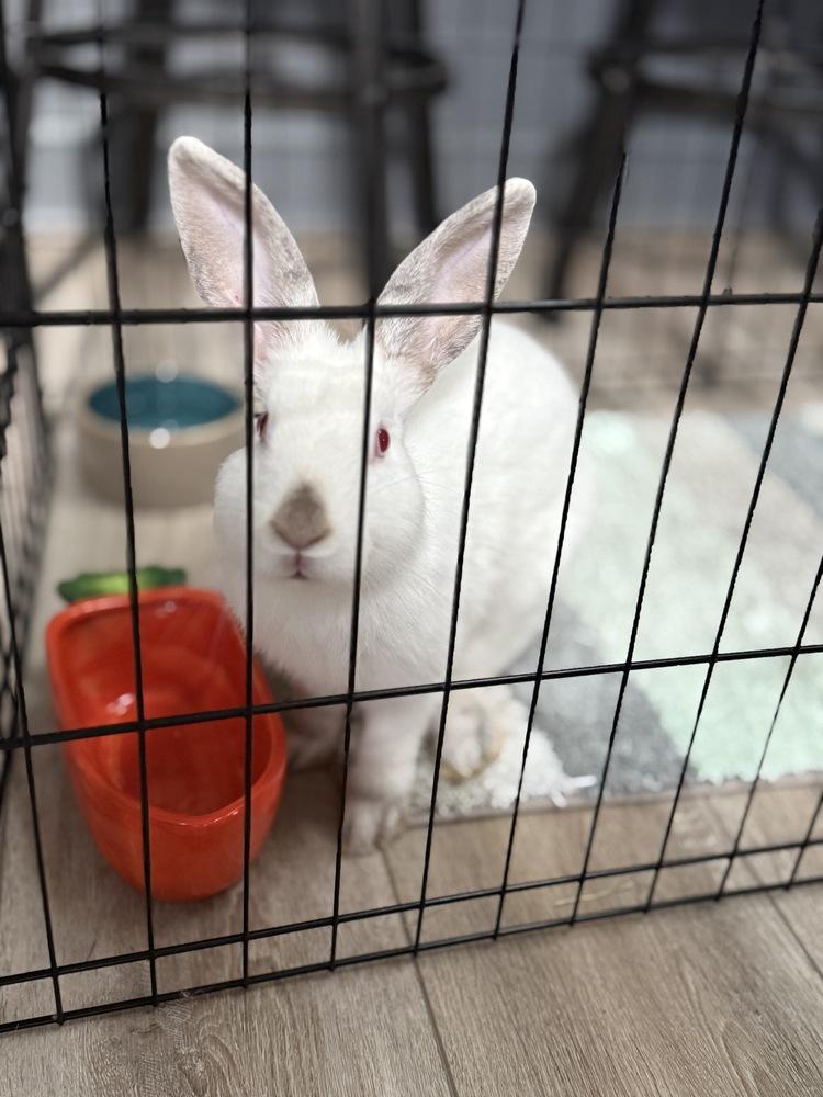 Enlarge Casper, a Adoptable Californian in Melbourne, FL image 3/5