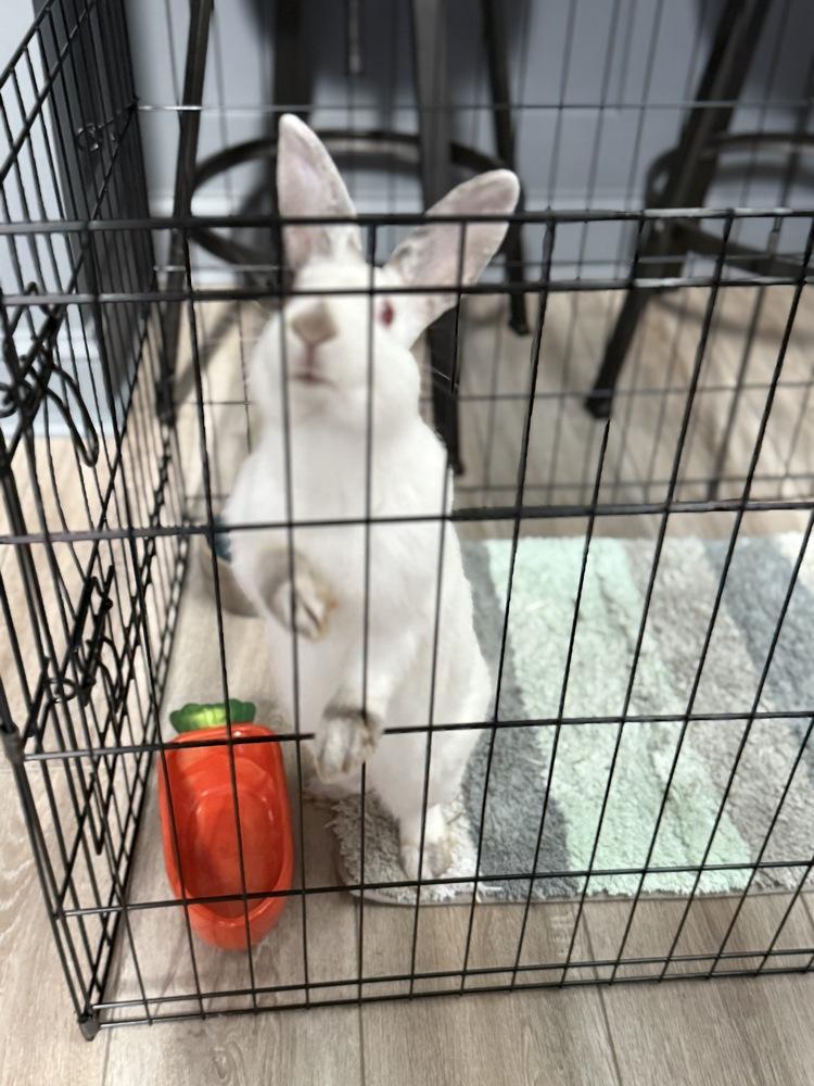 Enlarge Casper, a Adoptable Californian in Melbourne, FL image 4/5