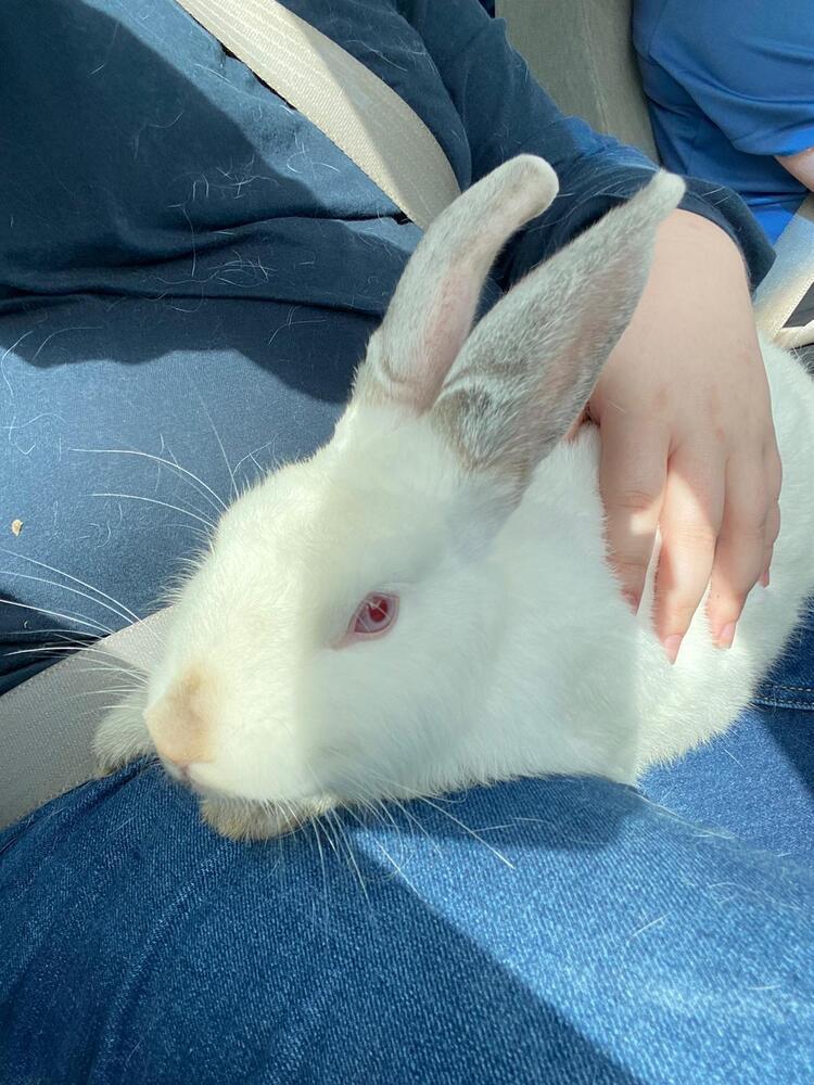 Enlarge Casper, a Adoptable Californian in Melbourne, FL image 5/5