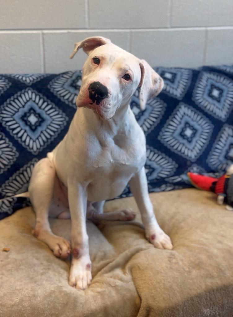 Enlarge Luke Skywalker, a Adoptable mixed breed in Rome, GA image 1/1