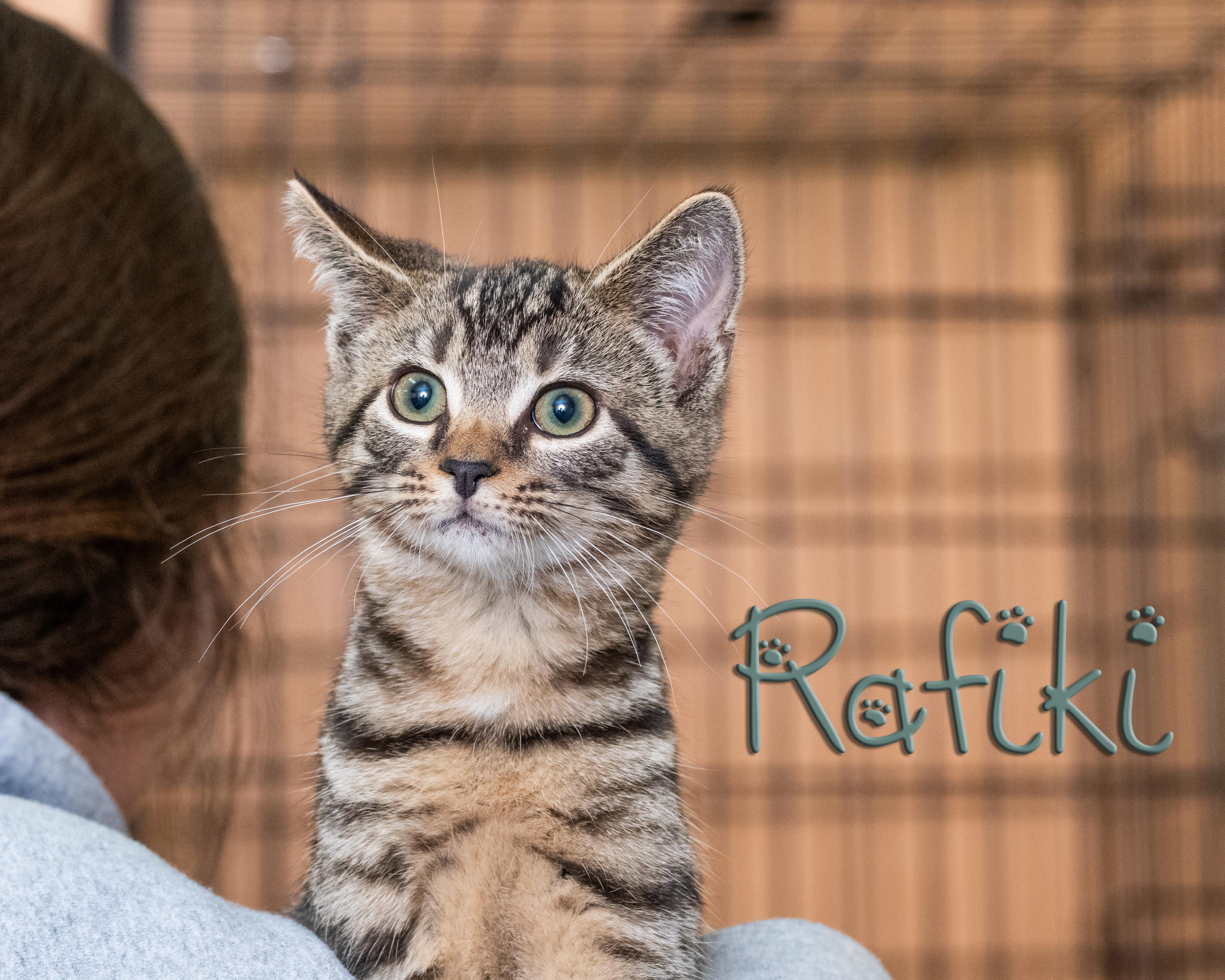 Rafiki, adoptable, Kitten Male Domestic Short Hair.